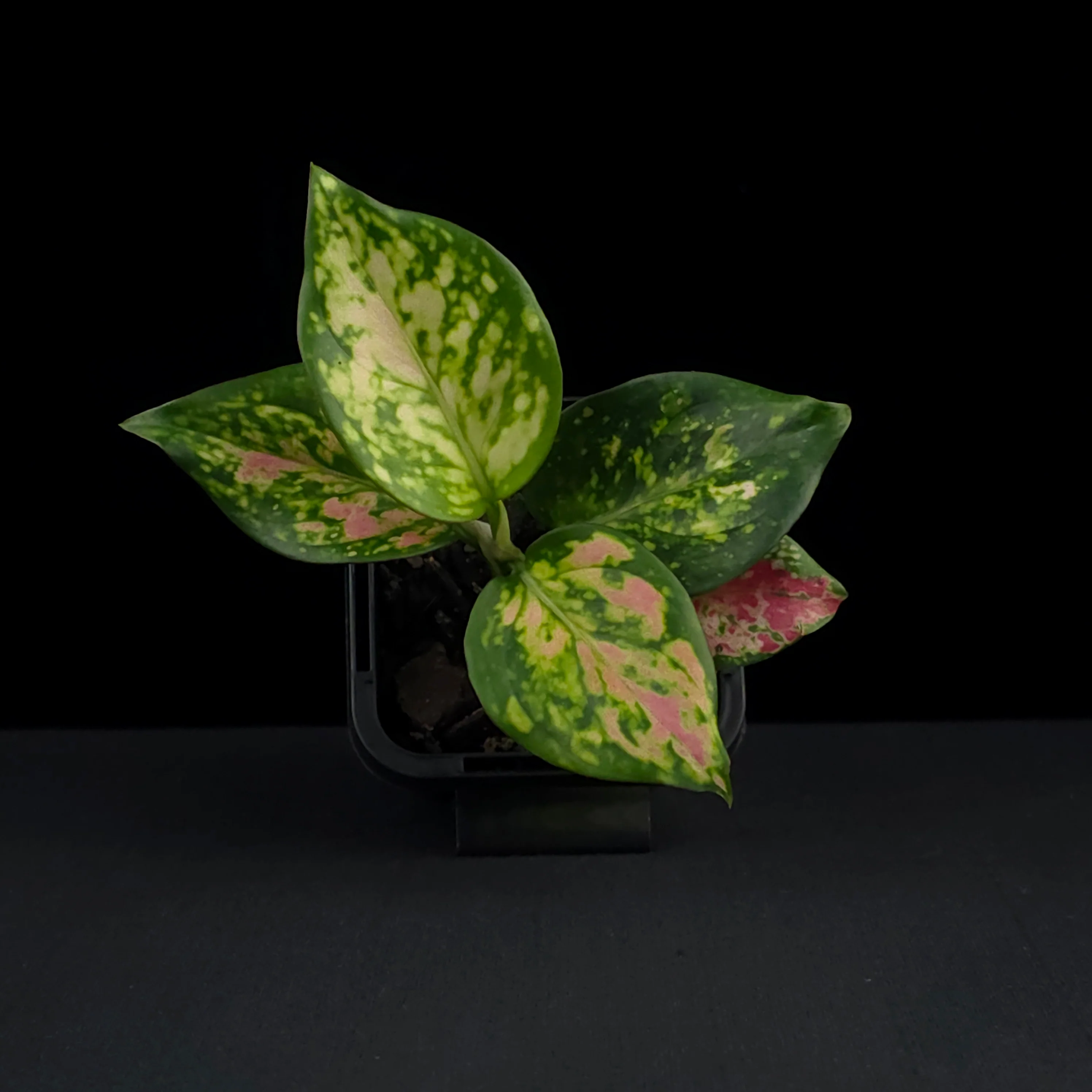 Aglaonema 'Auspicious Red' - Image 4