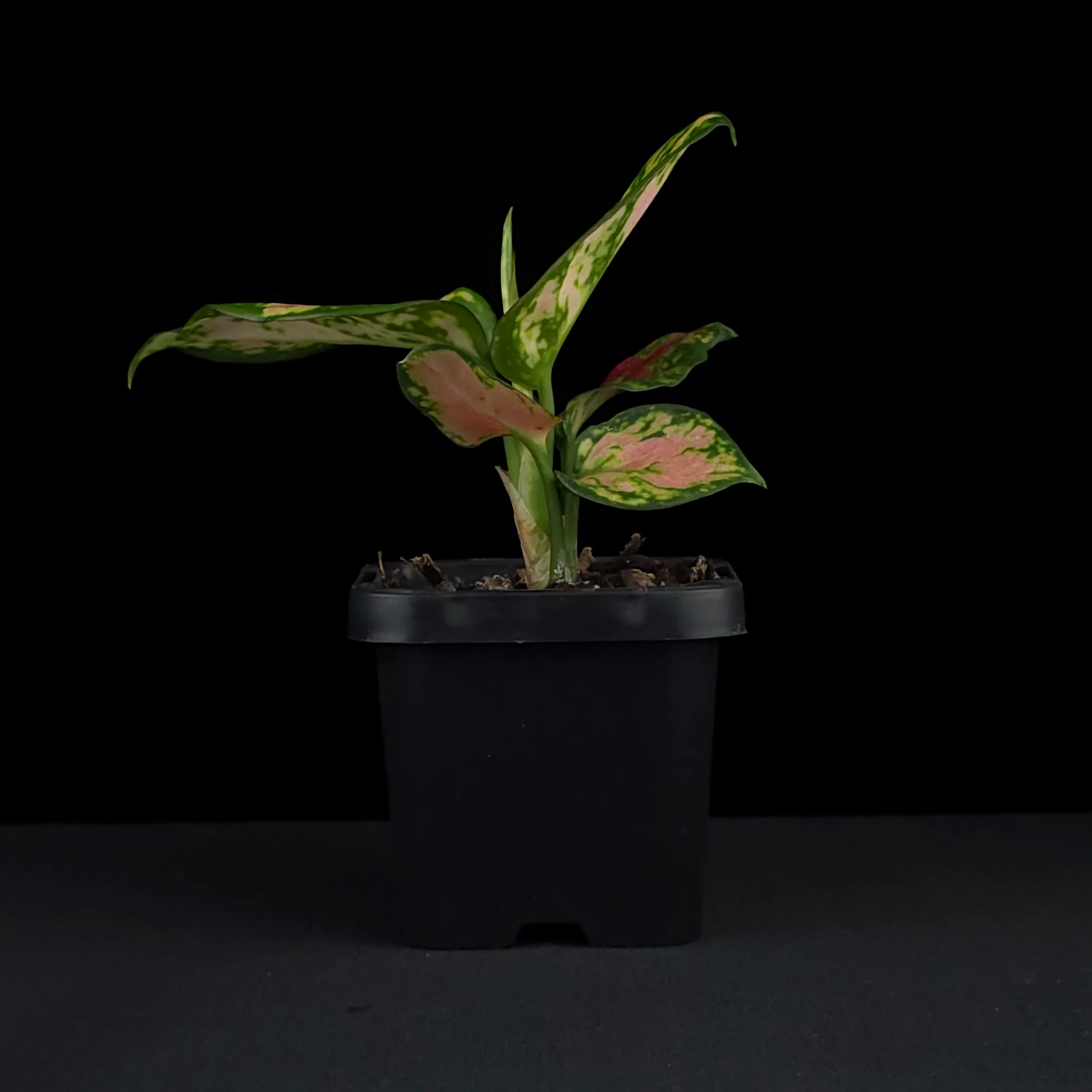 Aglaonema 'Beauty' - Image 2