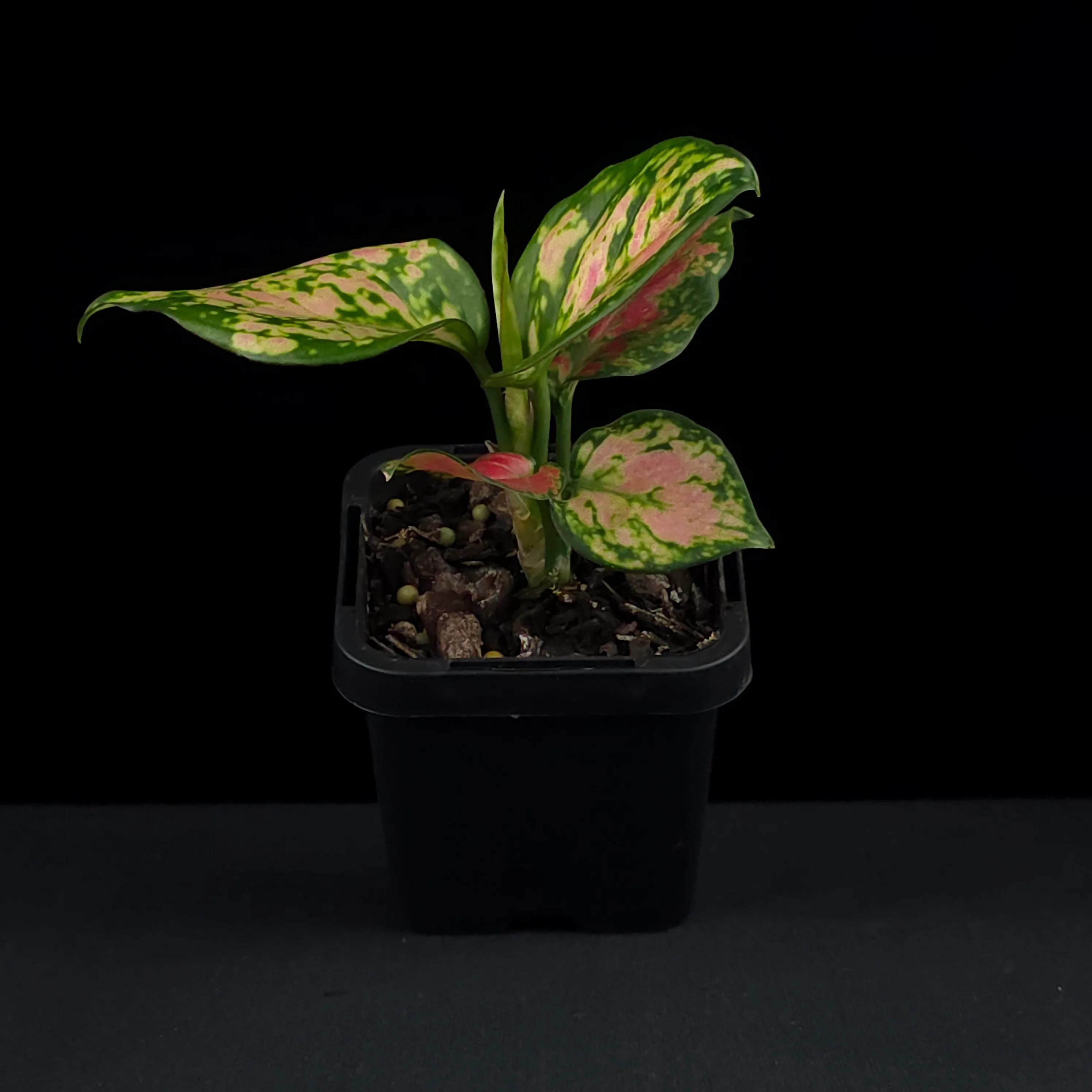 Aglaonema 'Beauty' - Image 3