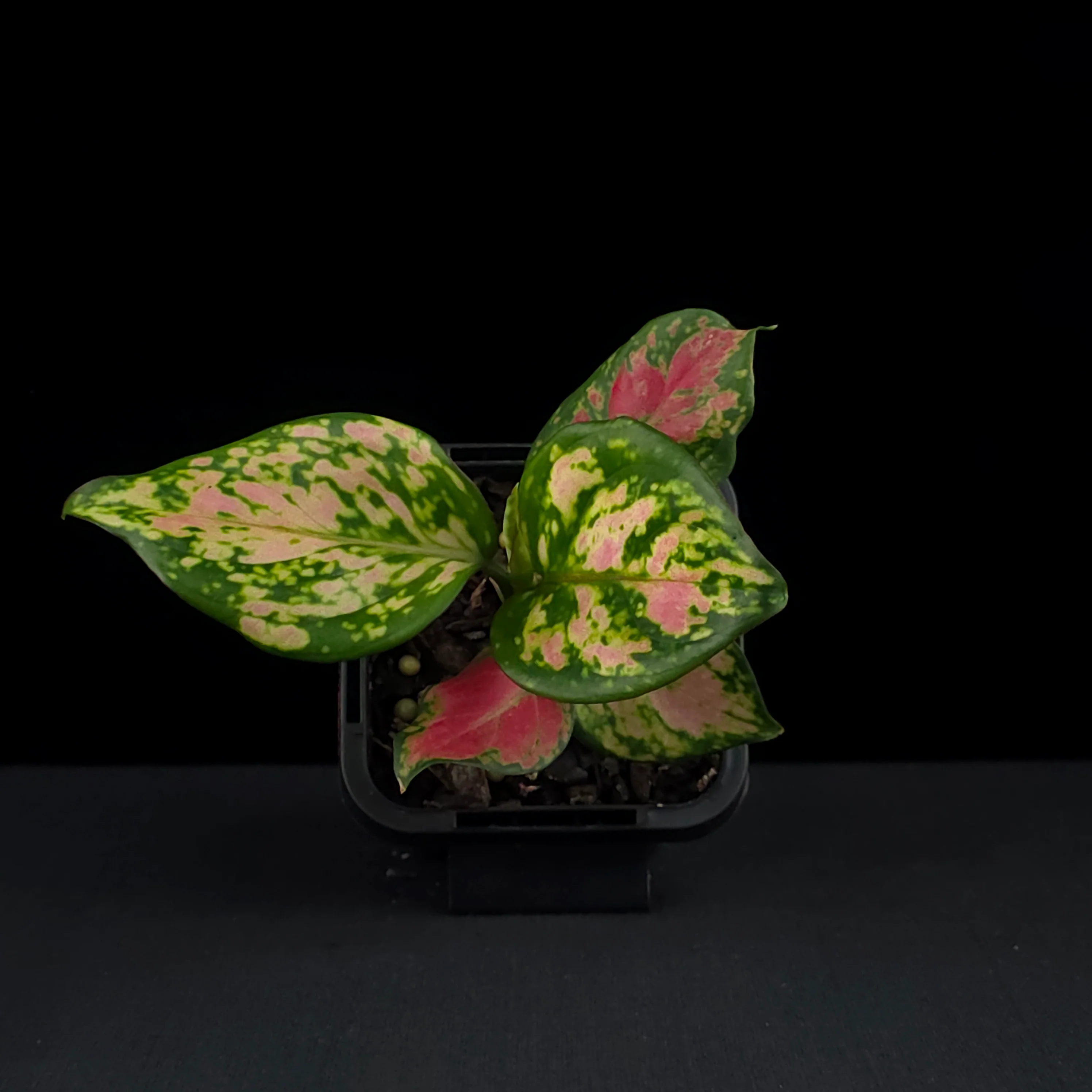 Aglaonema 'Beauty' - Image 4