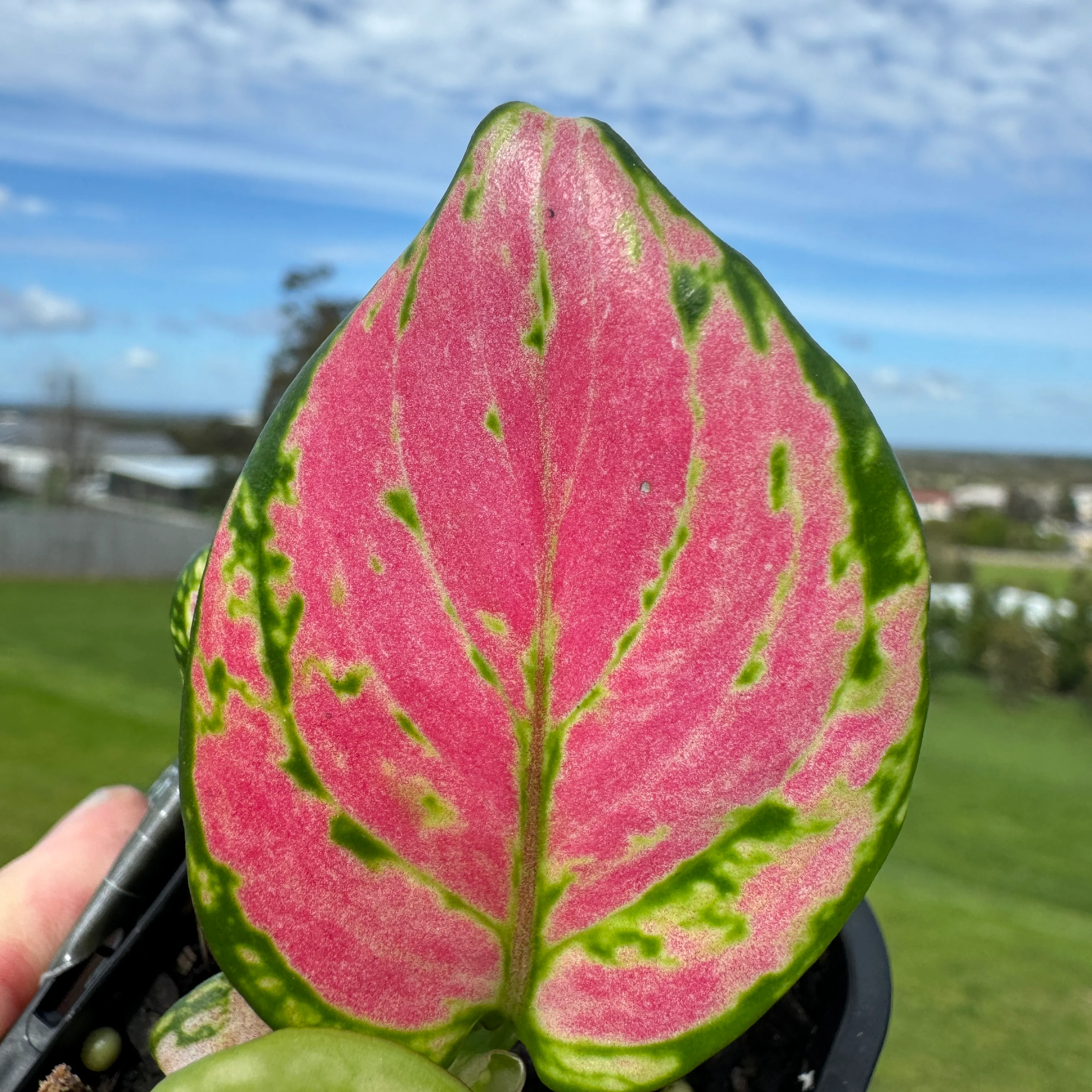 Aglaonema 'Beauty' - Image 6