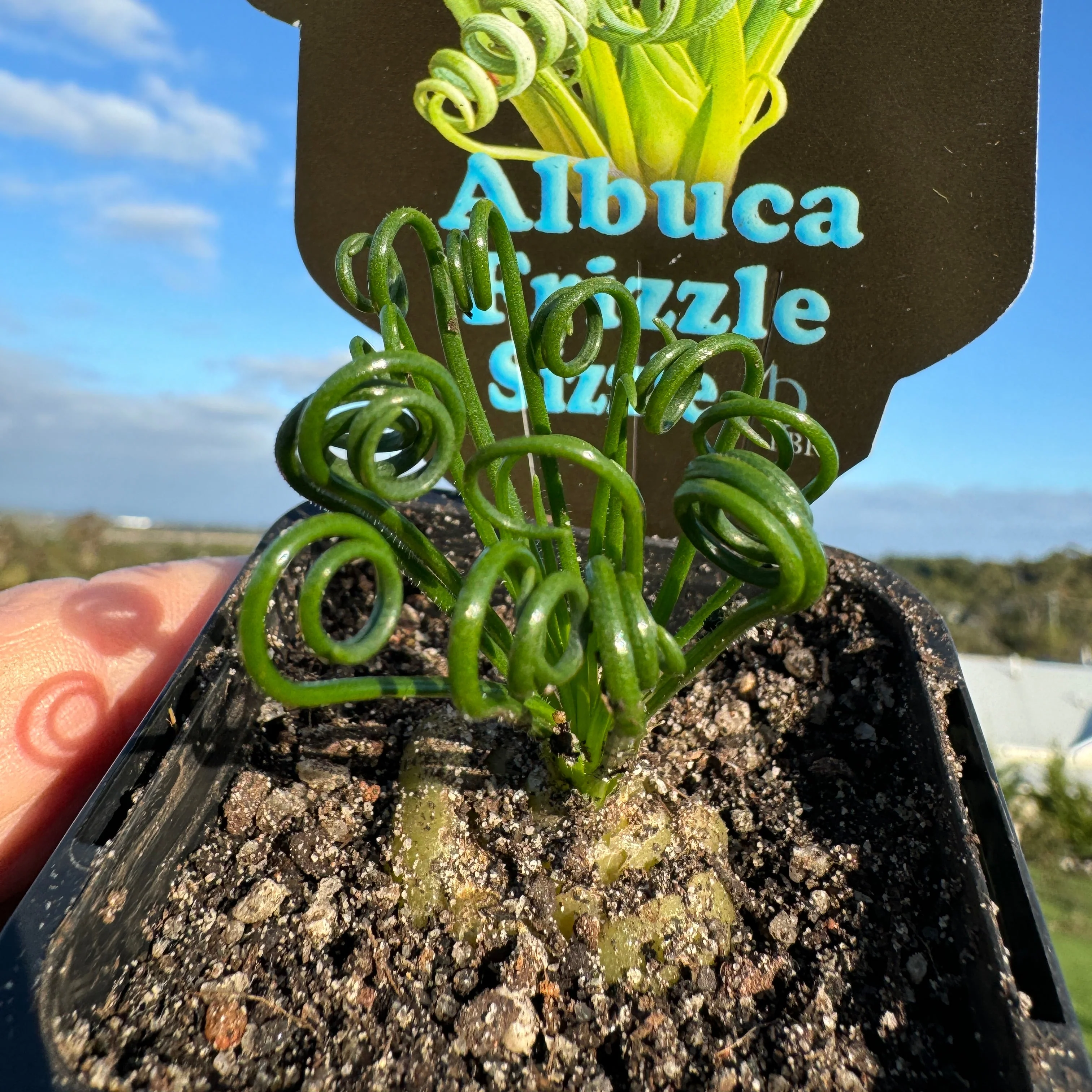 Albuca spiralis 'Frizzle Sizzle' - Image 2