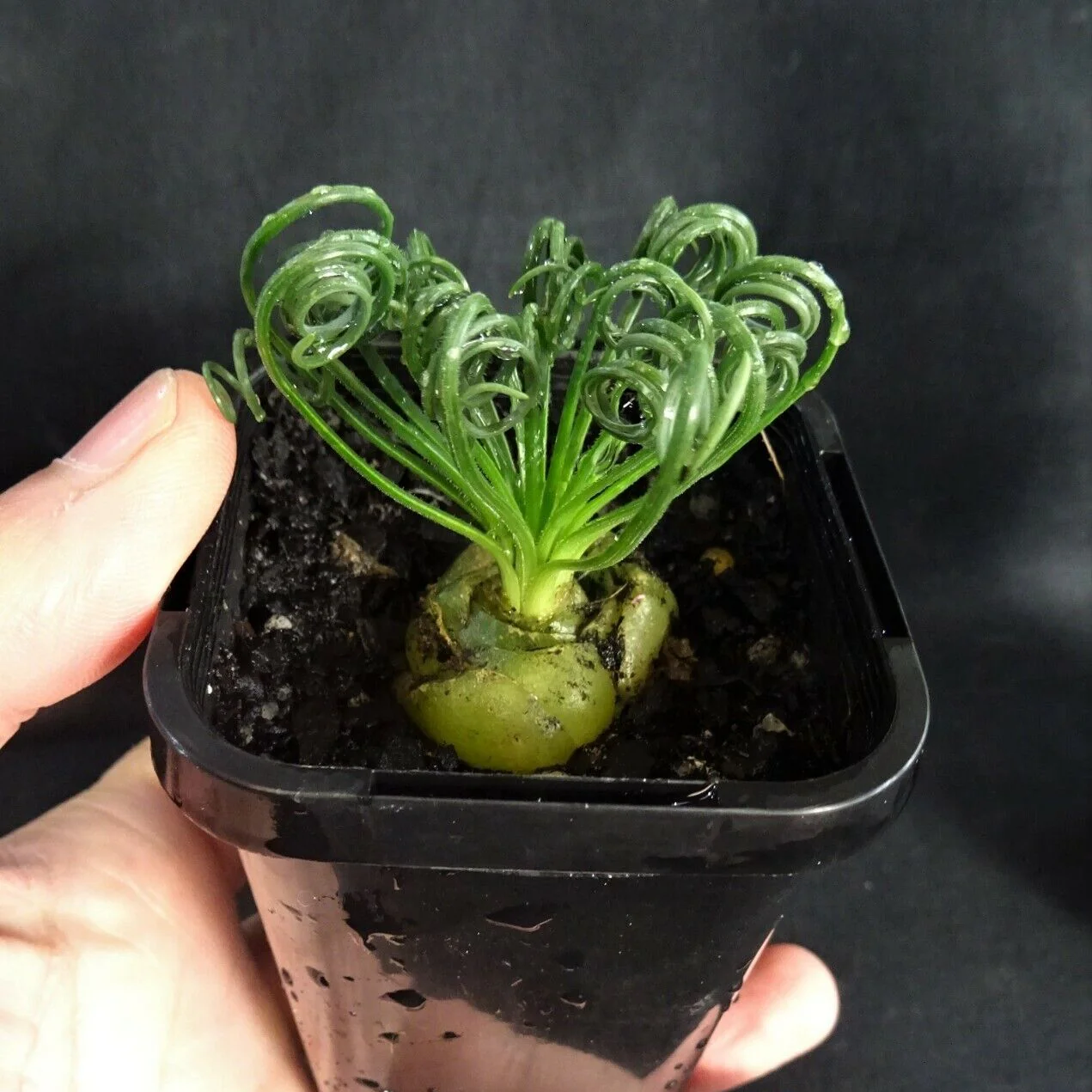 Albuca spiralis 'Frizzle Sizzle' - Image 3