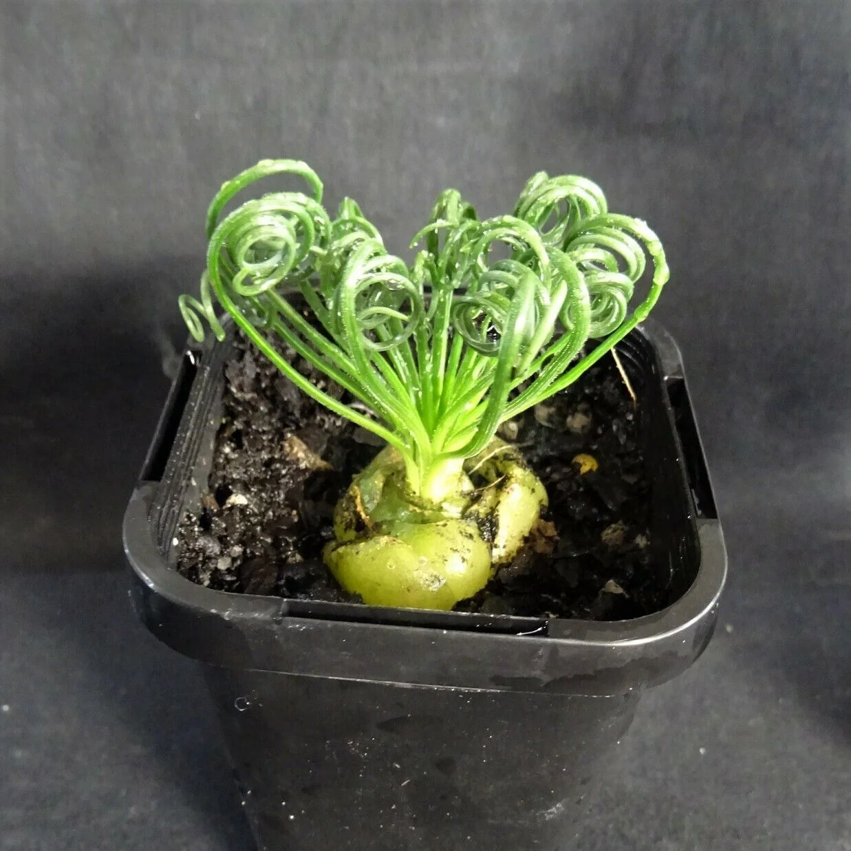 Albuca spiralis 'Frizzle Sizzle' - Image 4