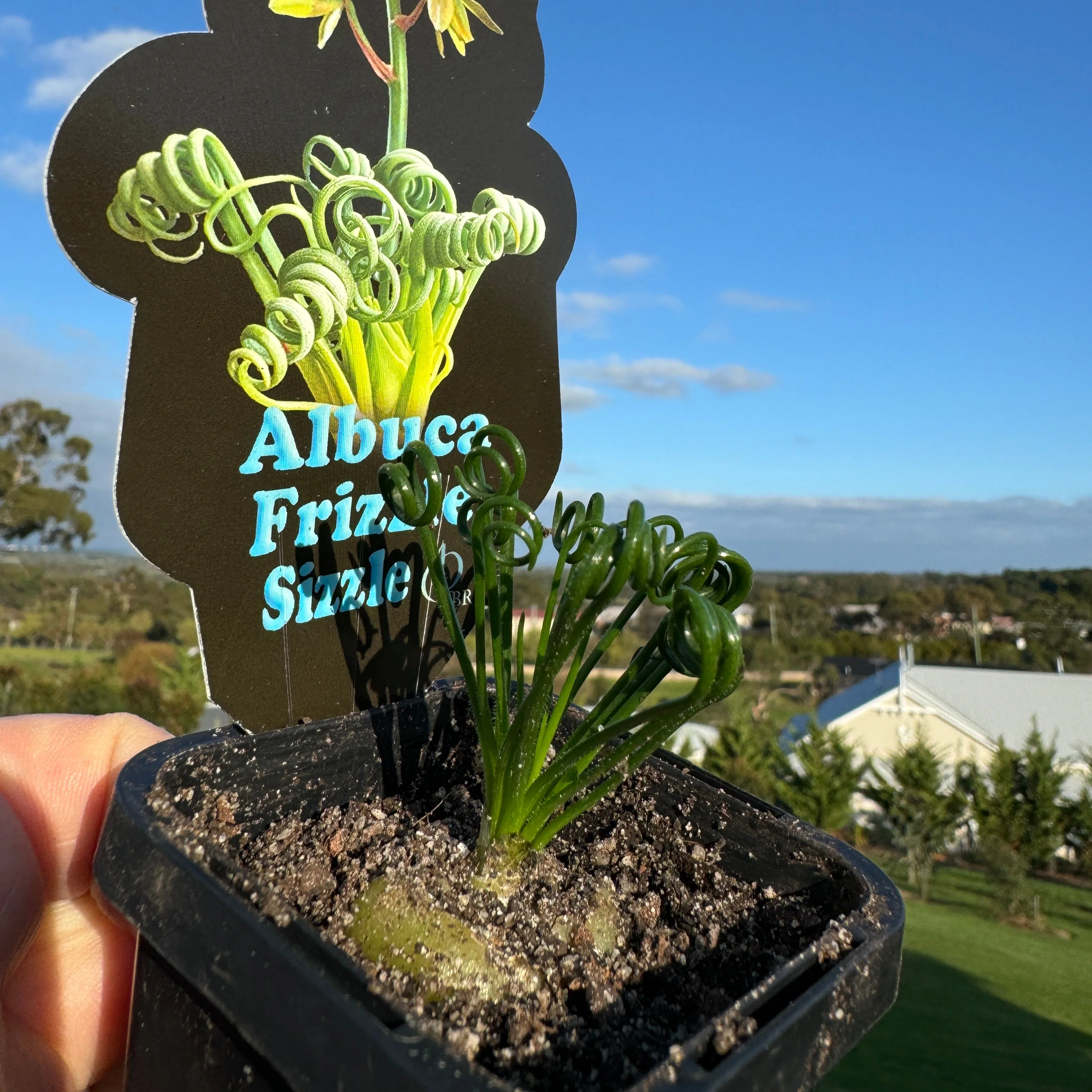 Albuca spiralis 'Frizzle Sizzle' - Image 5