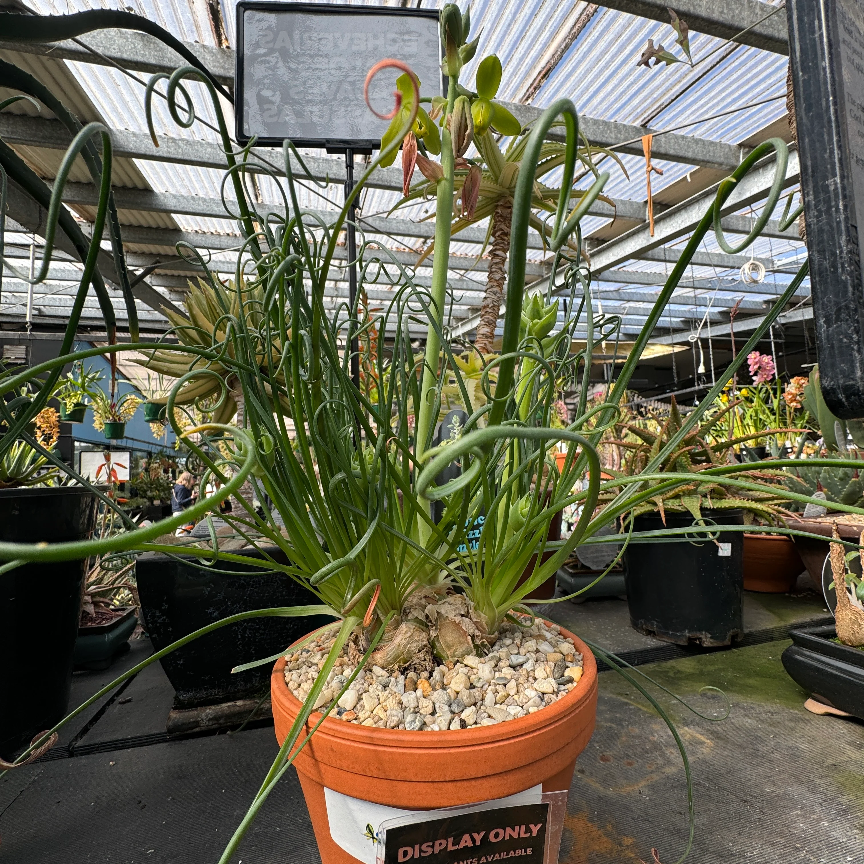 Albuca spiralis 'Frizzle Sizzle' - Image 6