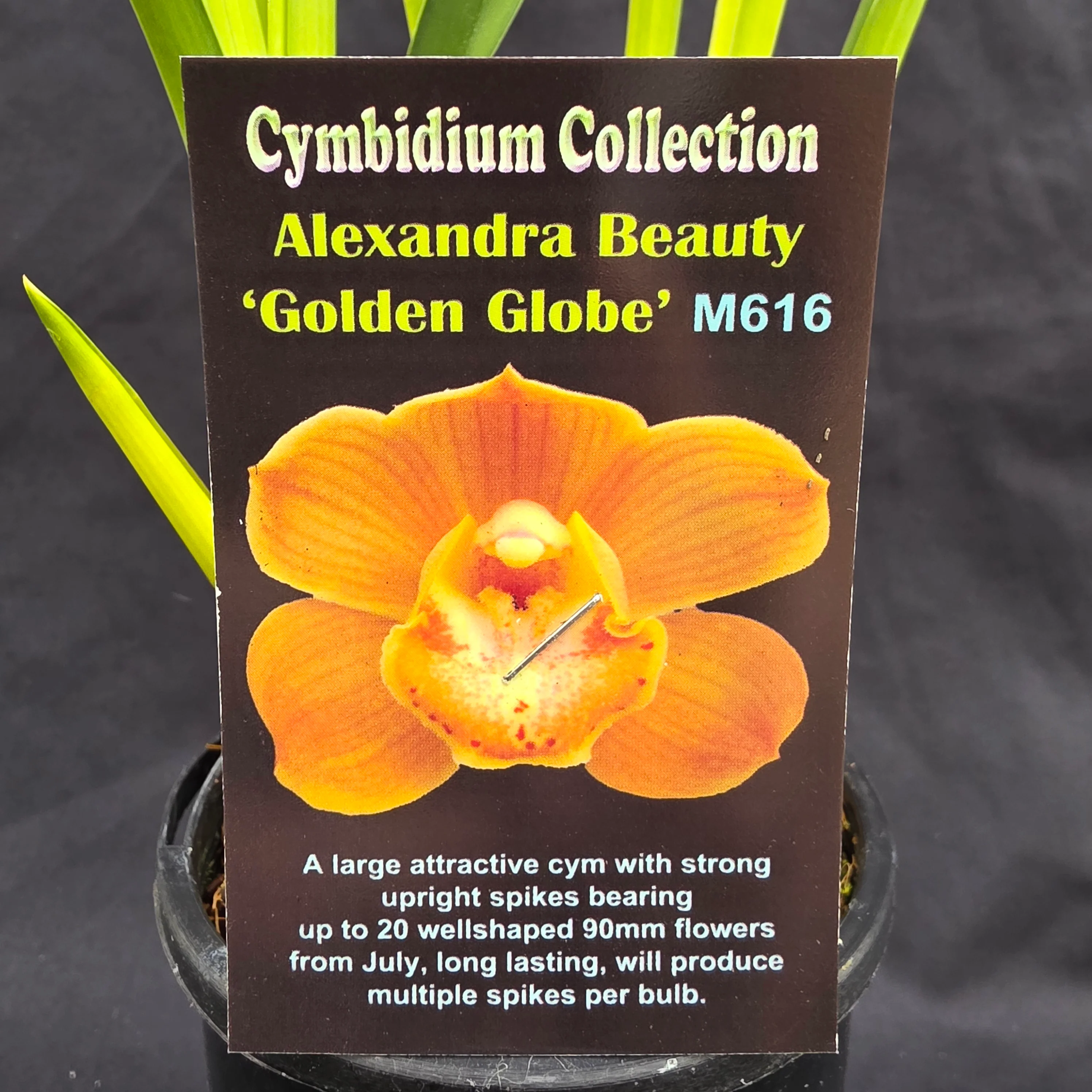 Cymbidium Alexandra Beauty 'Golden Globe' - Image 2