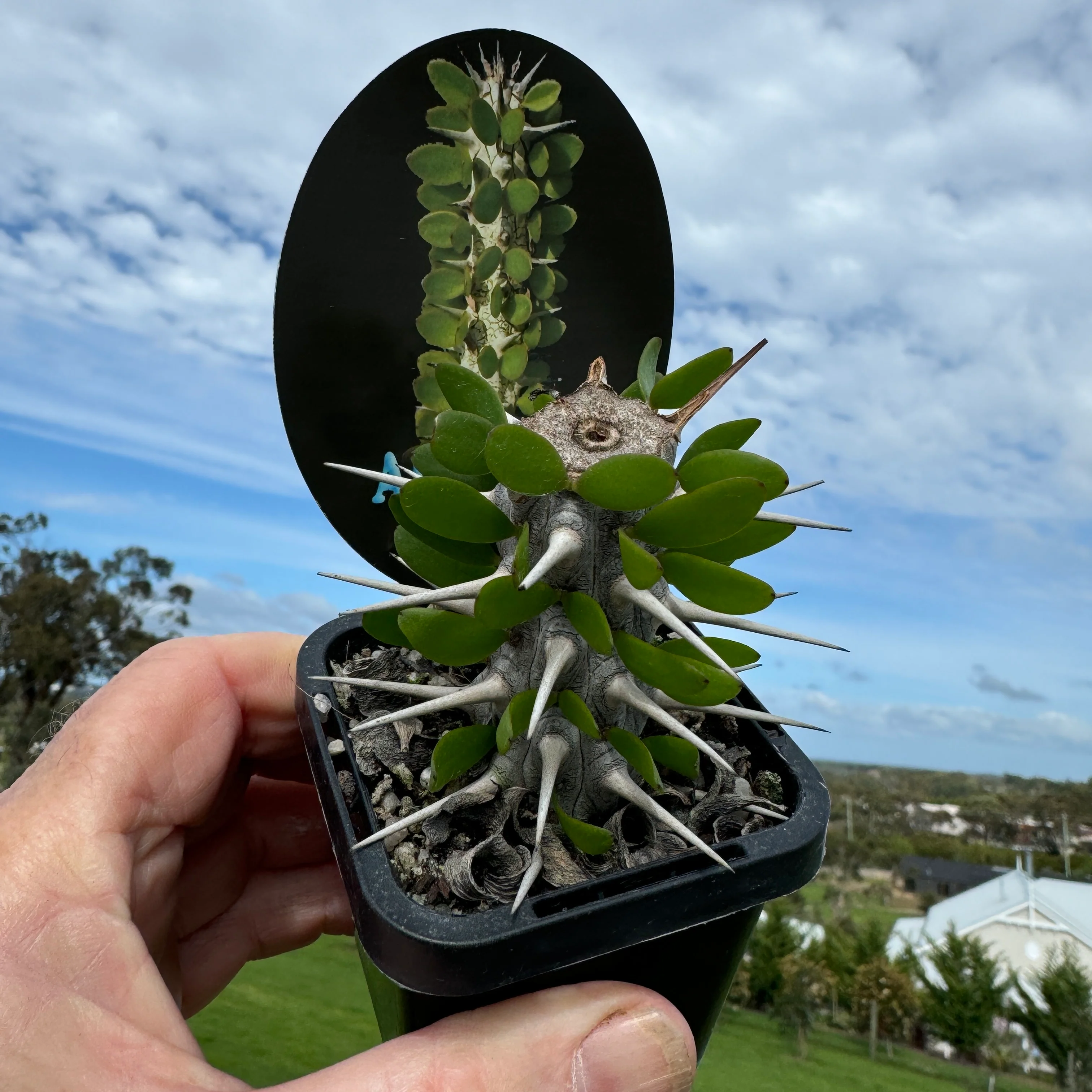 Alluaudia procera - Madagascan Ocotillo - Image 2