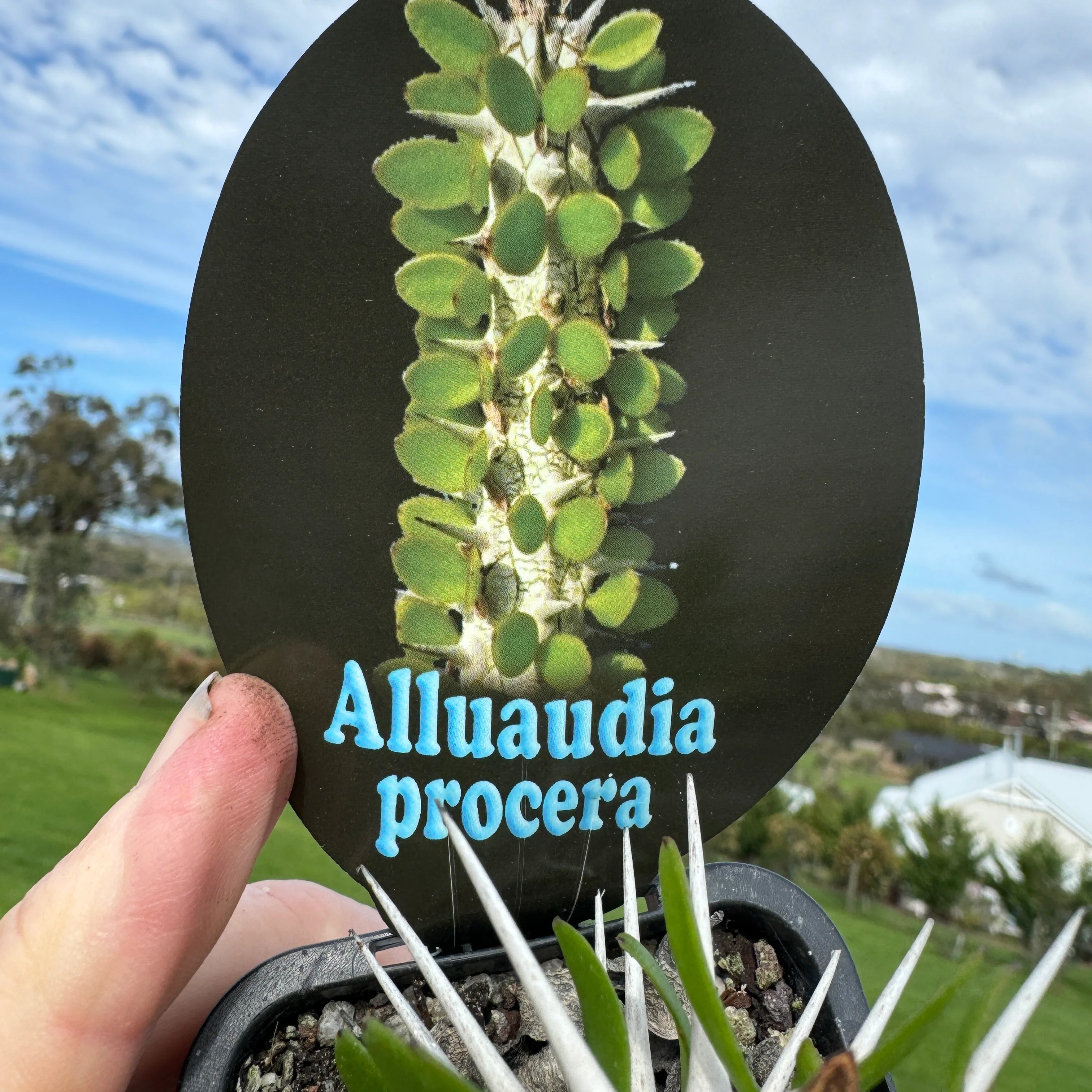 Alluaudia procera - Madagascan Ocotillo - Image 3