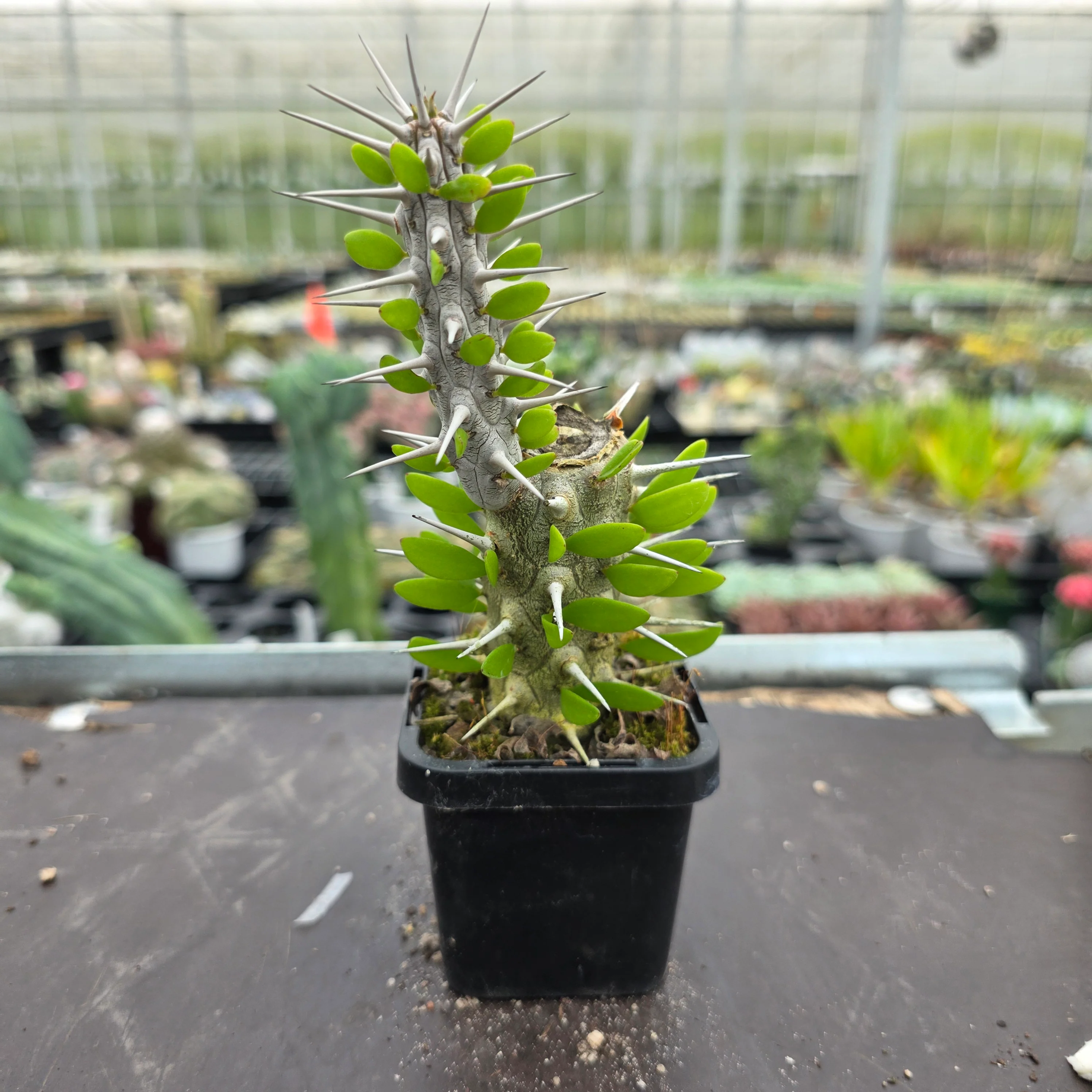 Alluaudia procera - Madagascan Ocotillo - Image 5