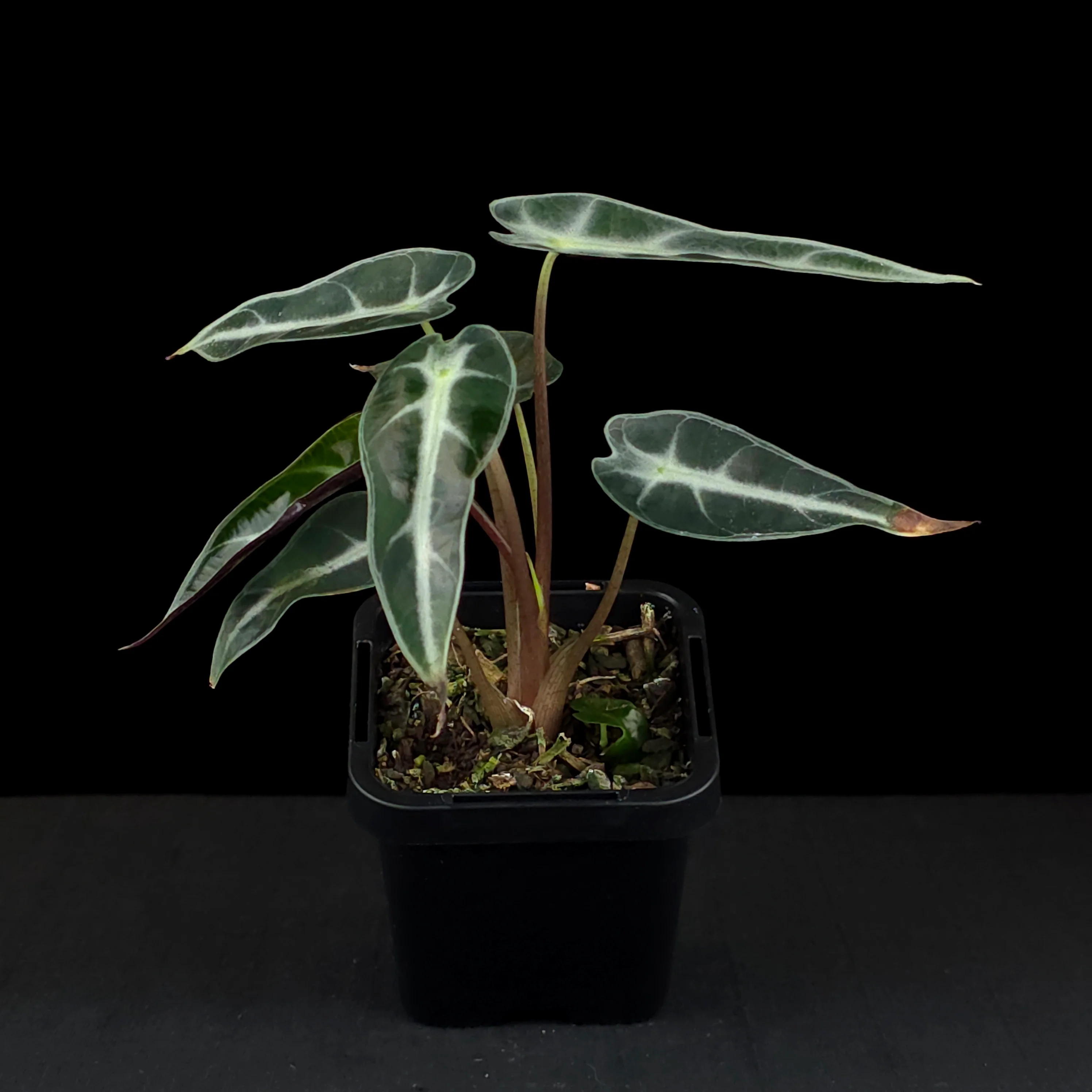 Alocasia 'Amazonica Bambino' (WA Prohibited) - Image 3