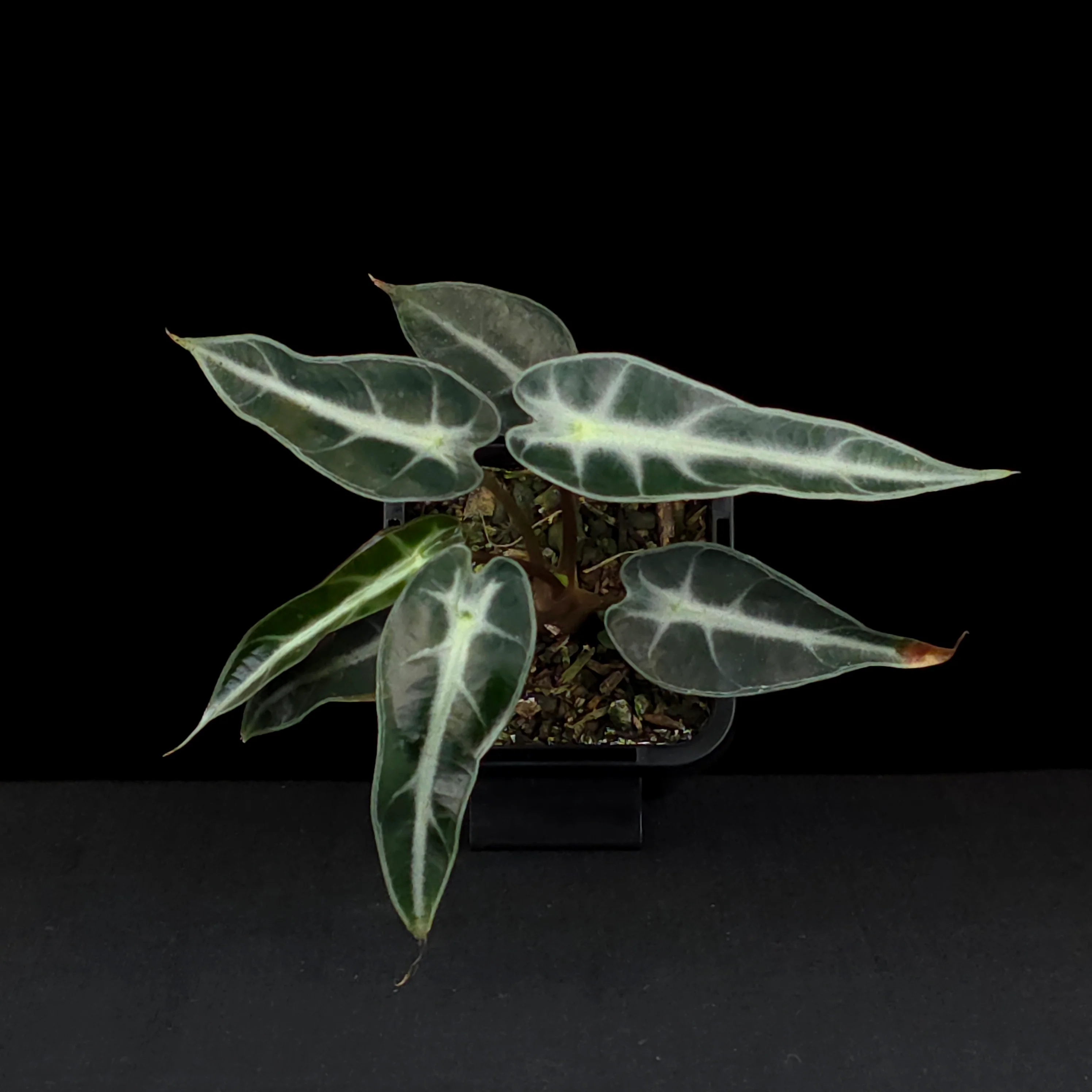 Alocasia 'Amazonica Bambino' (WA Prohibited) - Image 4