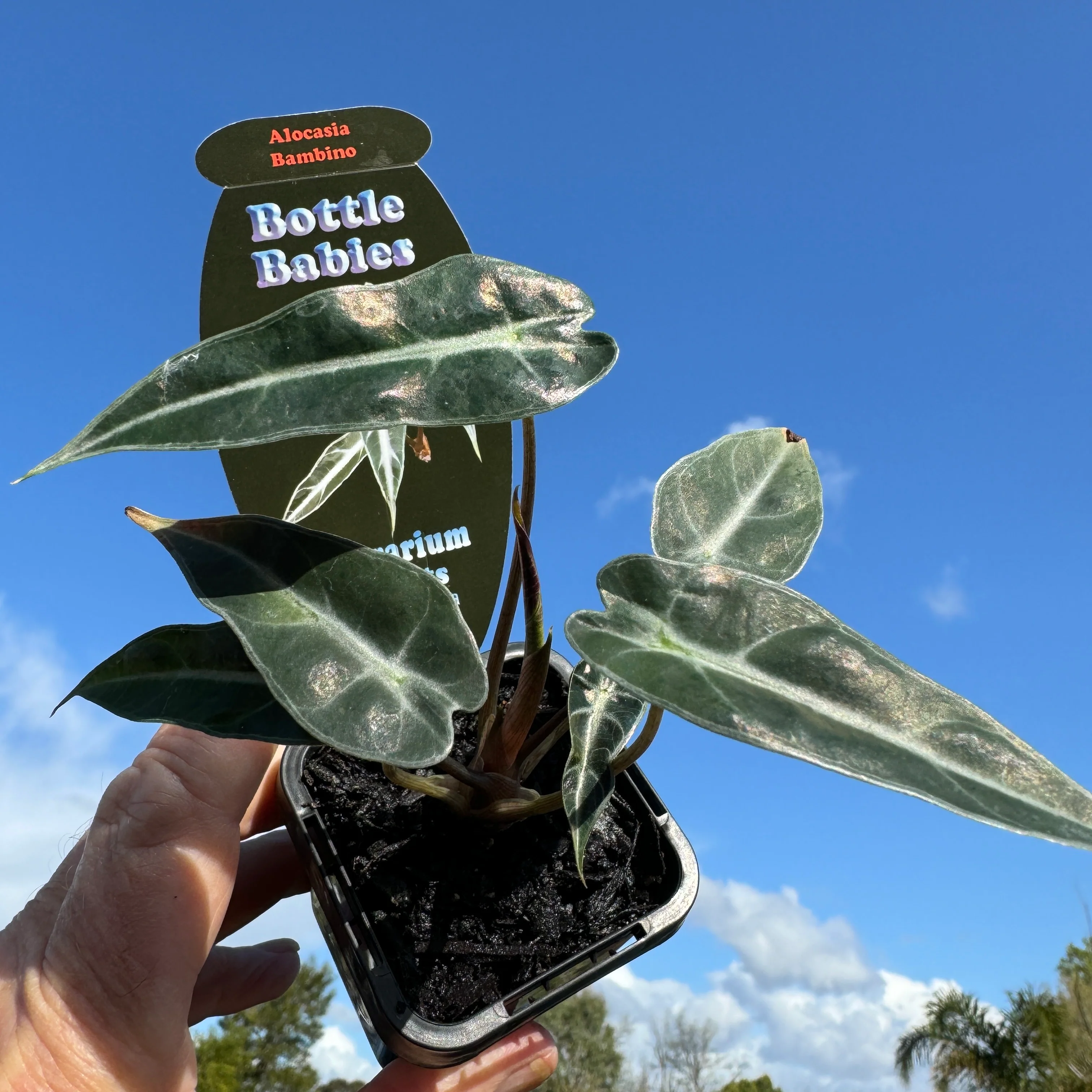 Alocasia 'Amazonica Bambino' (WA Prohibited) - Image 5