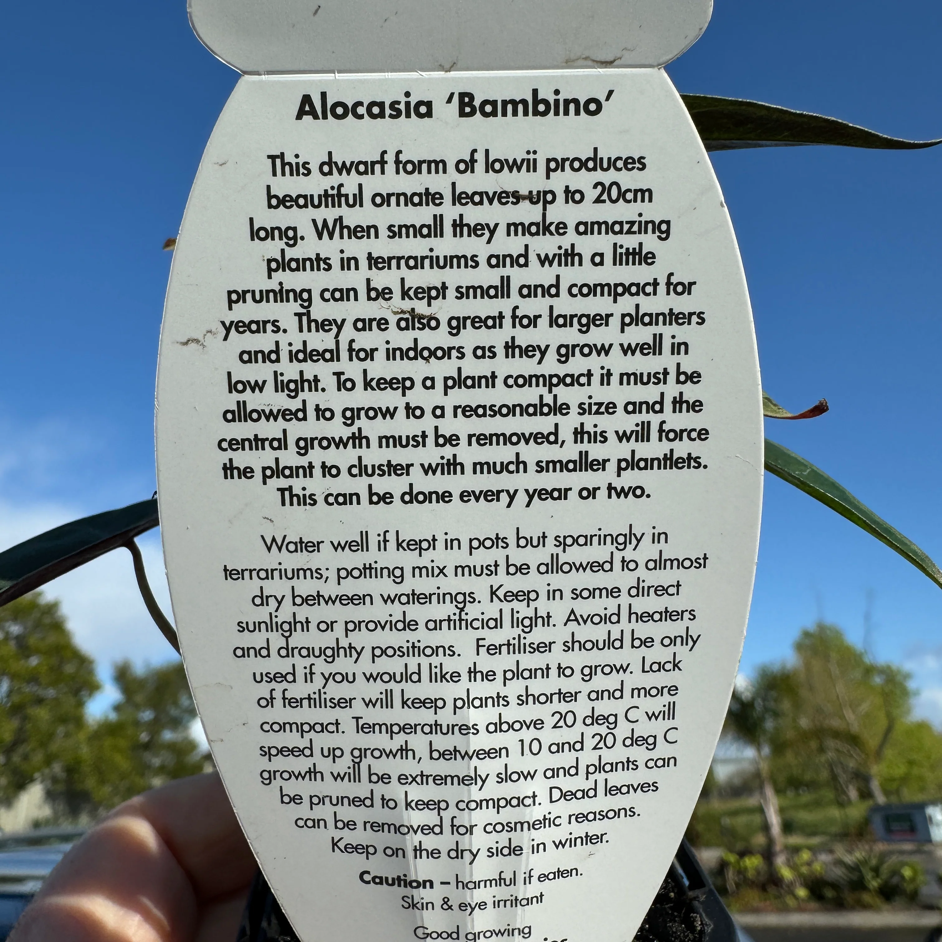 Alocasia 'Amazonica Bambino' (WA Prohibited) - Image 6