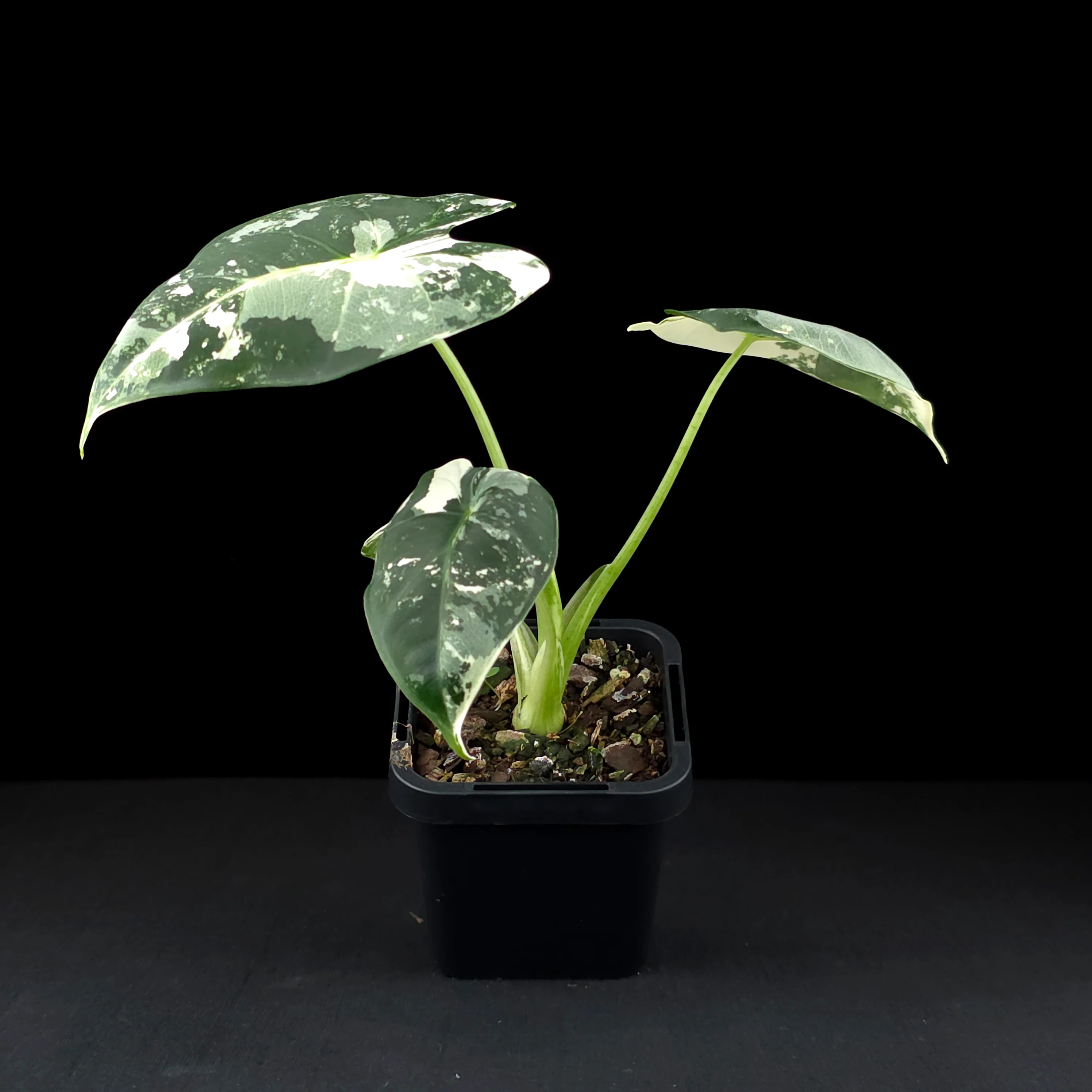 Alocasia micholitziana 'Frydek' Variegated (WA Prohibited) - Image 3
