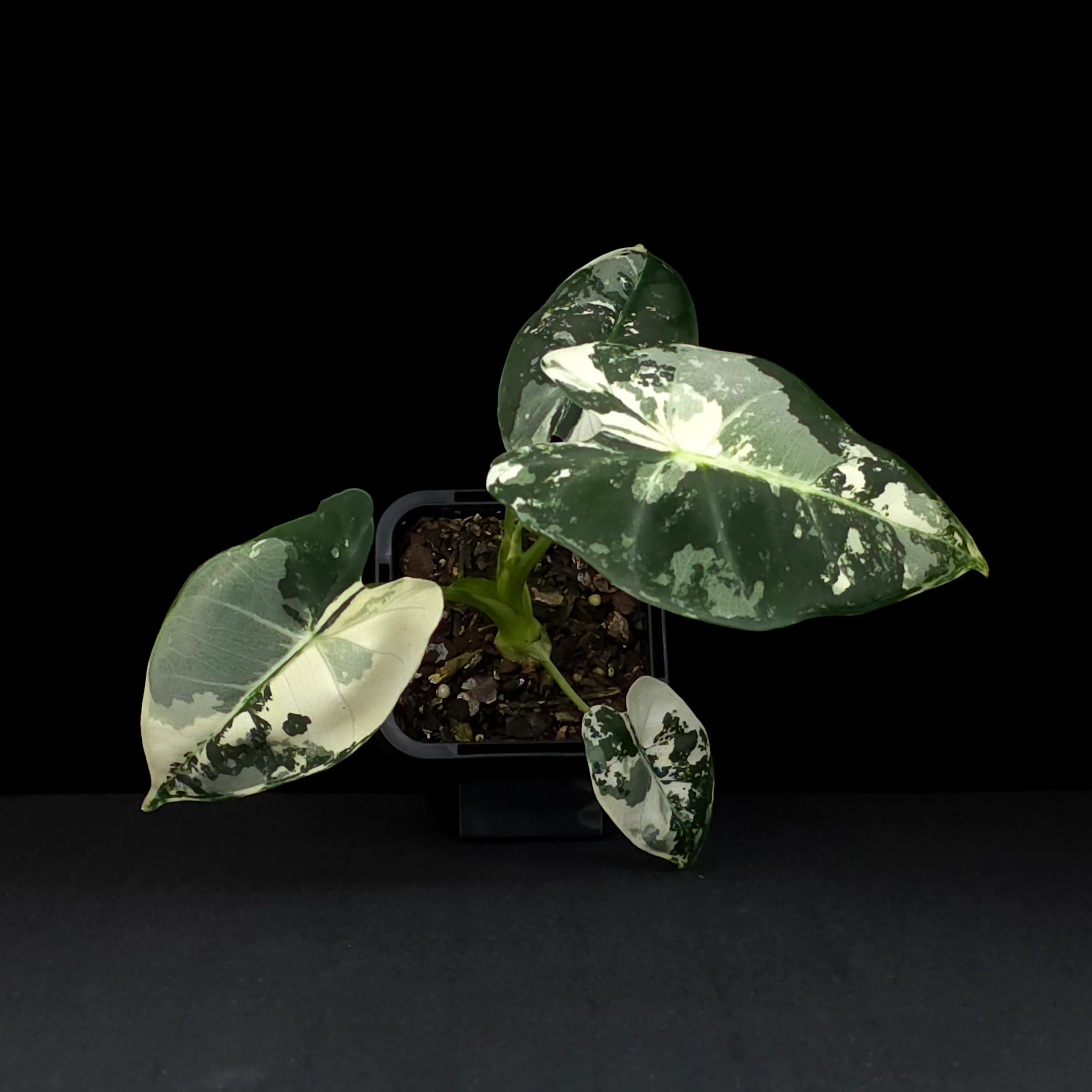 Alocasia micholitziana 'Frydek' Variegated (WA Prohibited) - Image 4