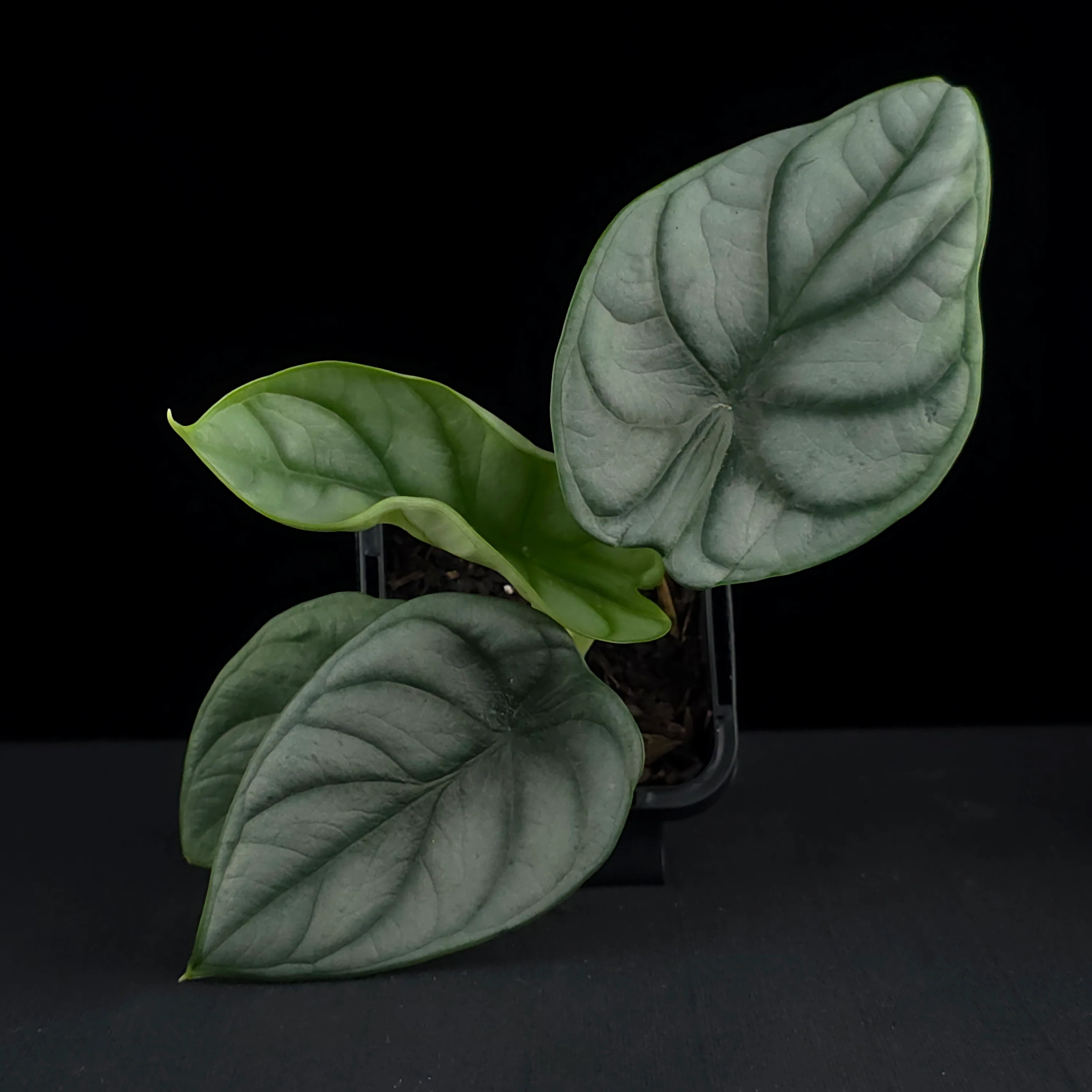 Alocasia baginda 'Silver Dragon' (WA Prohibited) - Image 4