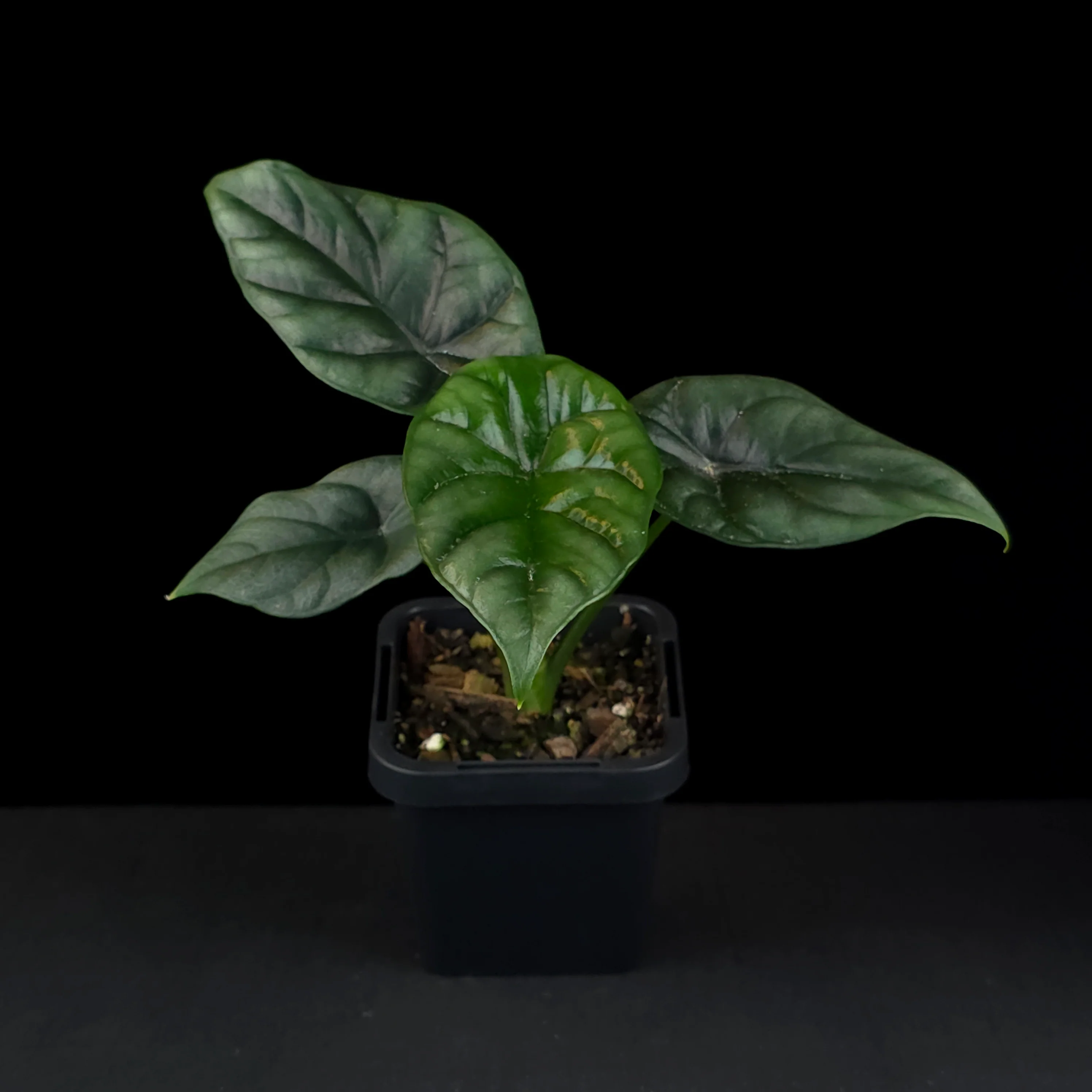 Alocasia sinuata (WA Prohibited) - Image 3