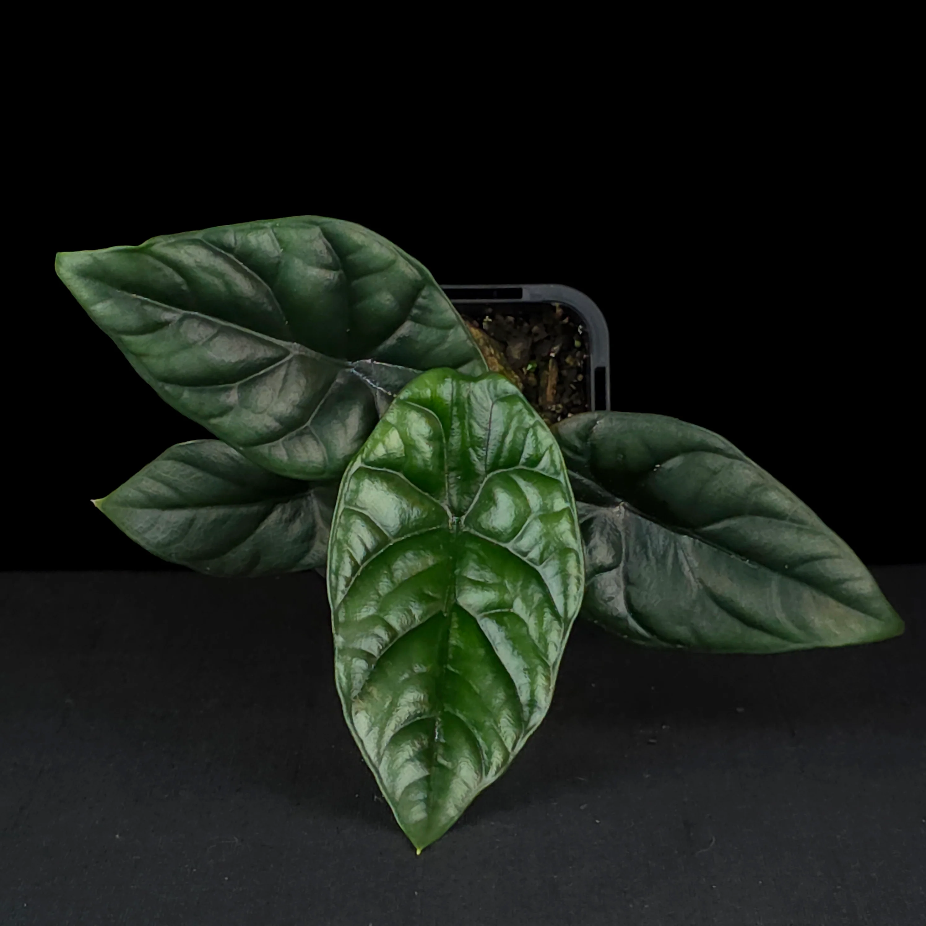 Alocasia sinuata (WA Prohibited) - Image 4