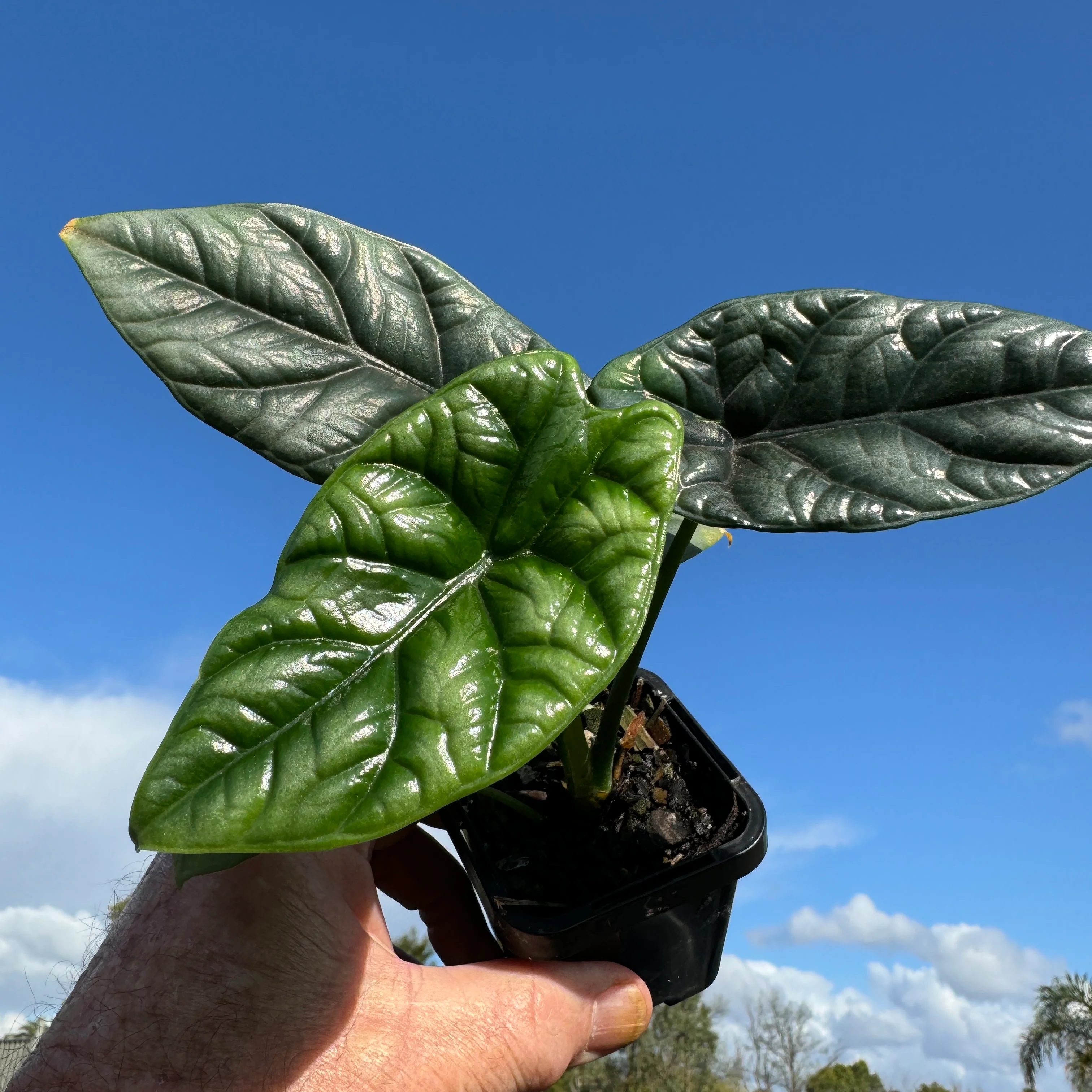 Alocasia sinuata (WA Prohibited) - Image 5