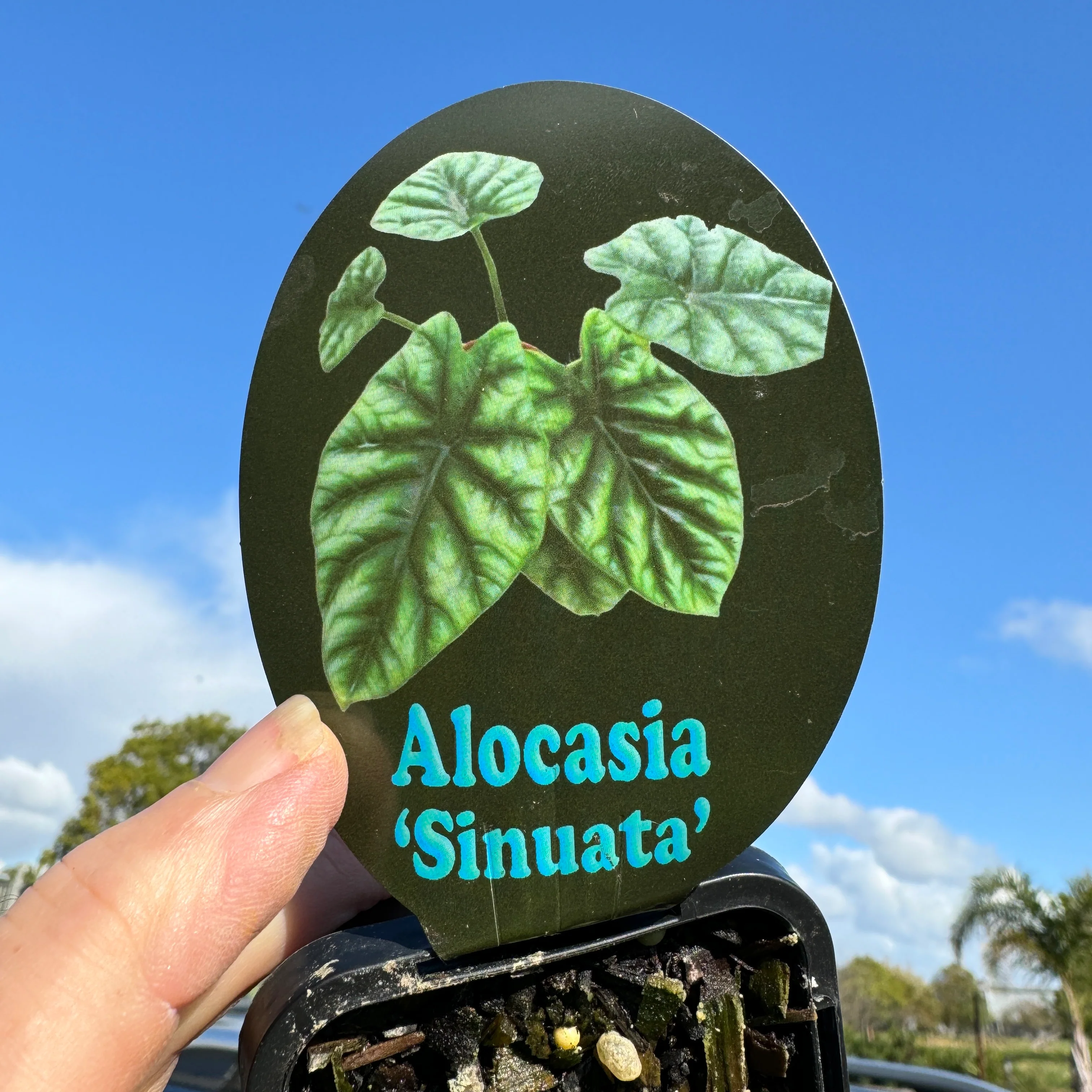 Alocasia sinuata (WA Prohibited) - Image 6