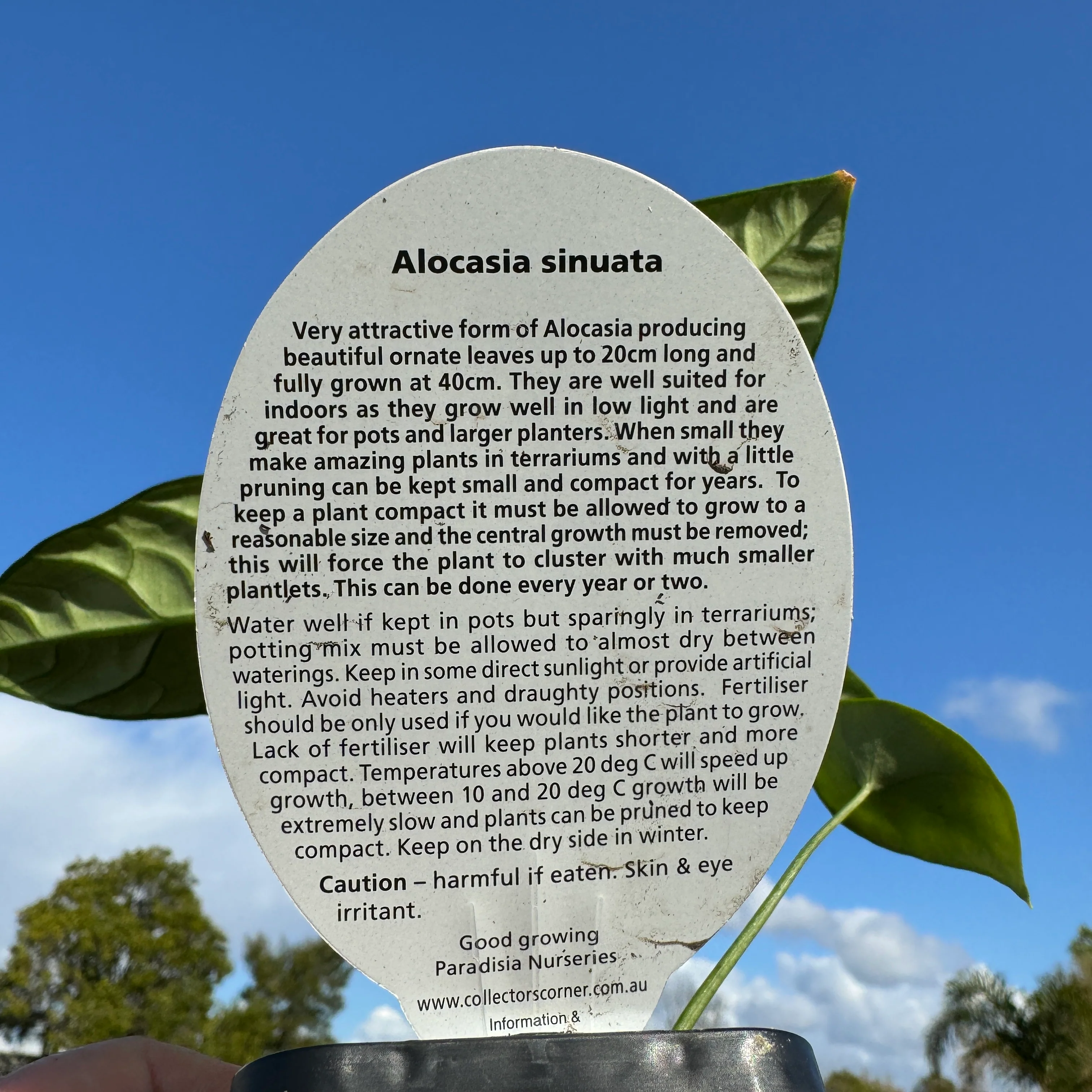 Alocasia sinuata (WA Prohibited) - Image 7