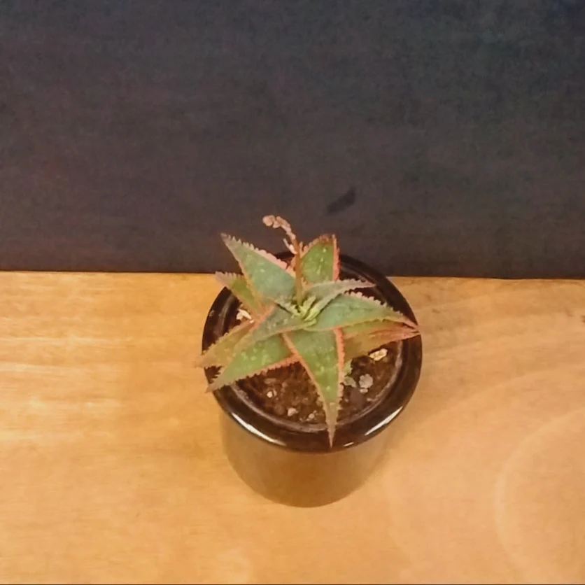 Aloe 'Christmas Carol' - Image 2