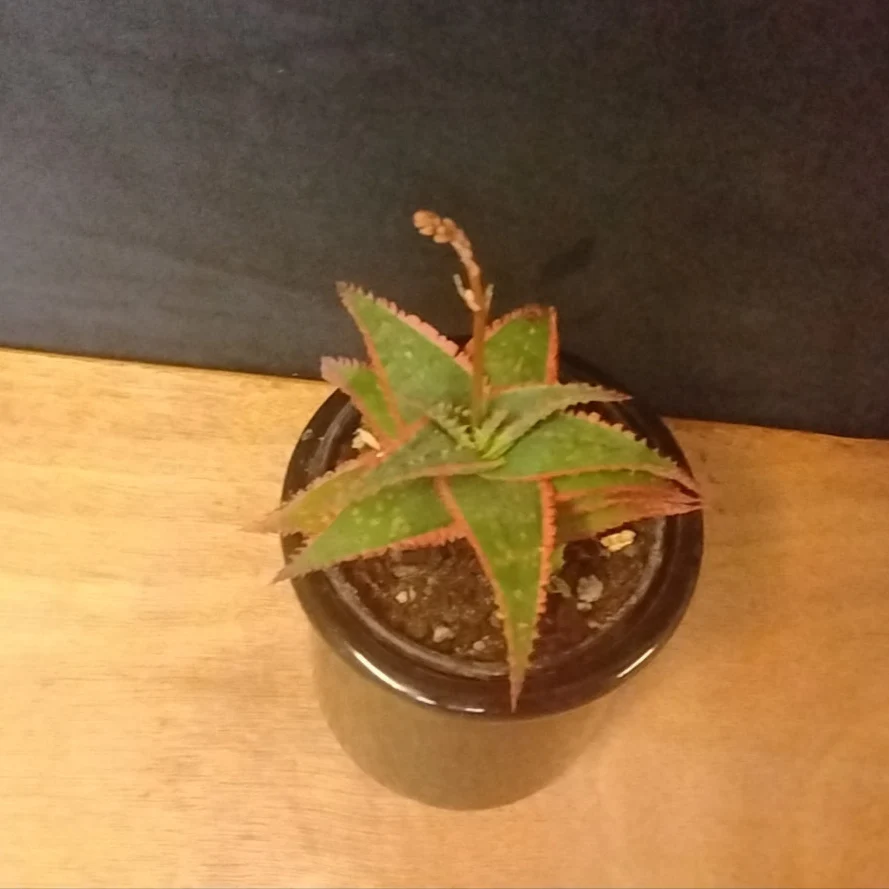 Aloe 'Christmas Carol' - Image 3