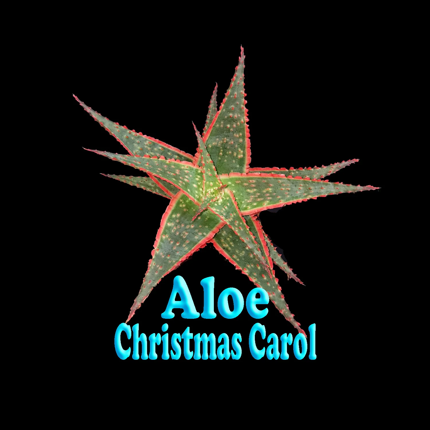 Aloe 'Christmas Carol' - Image 4