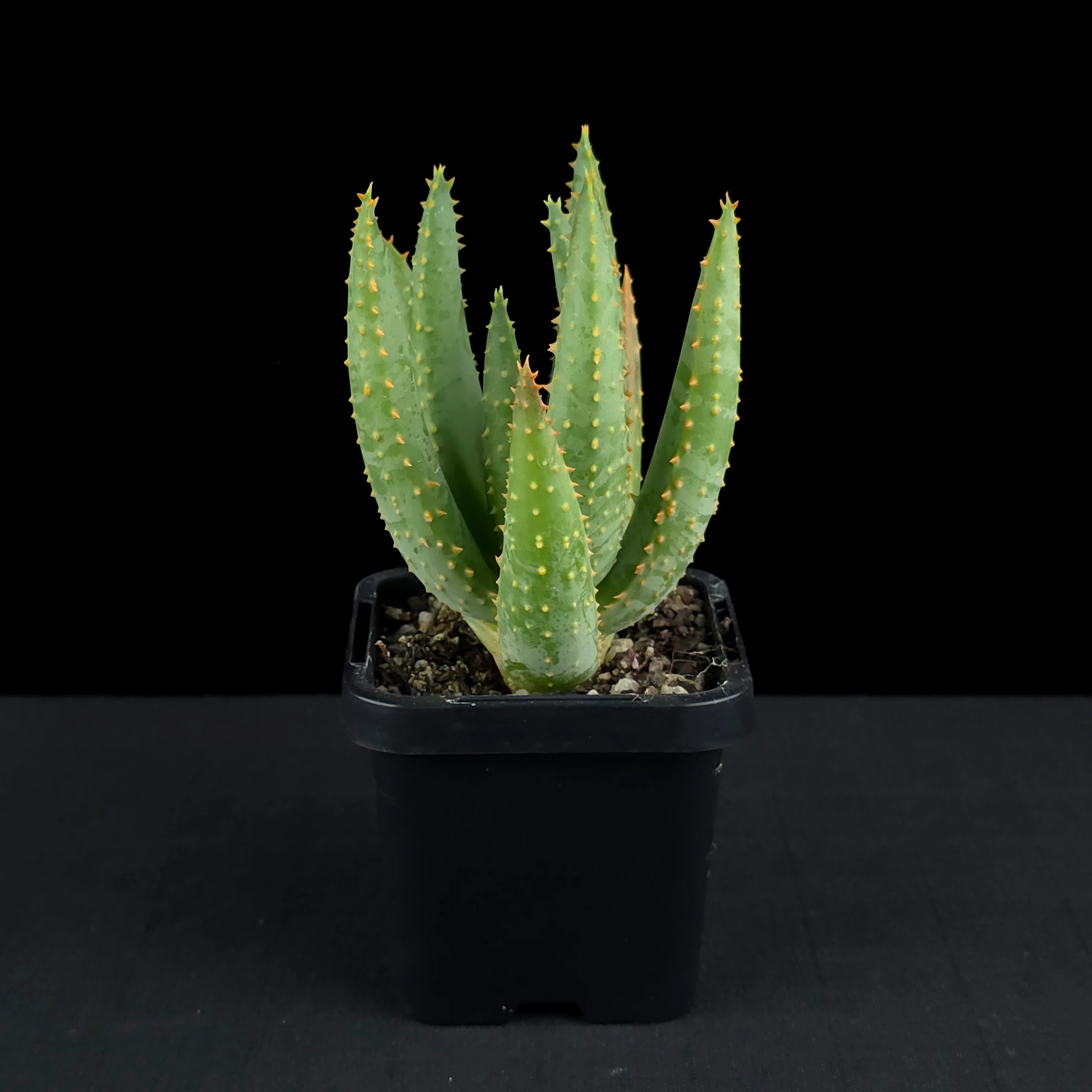 Aloe dichotoma - Quiver Tree - Image 2