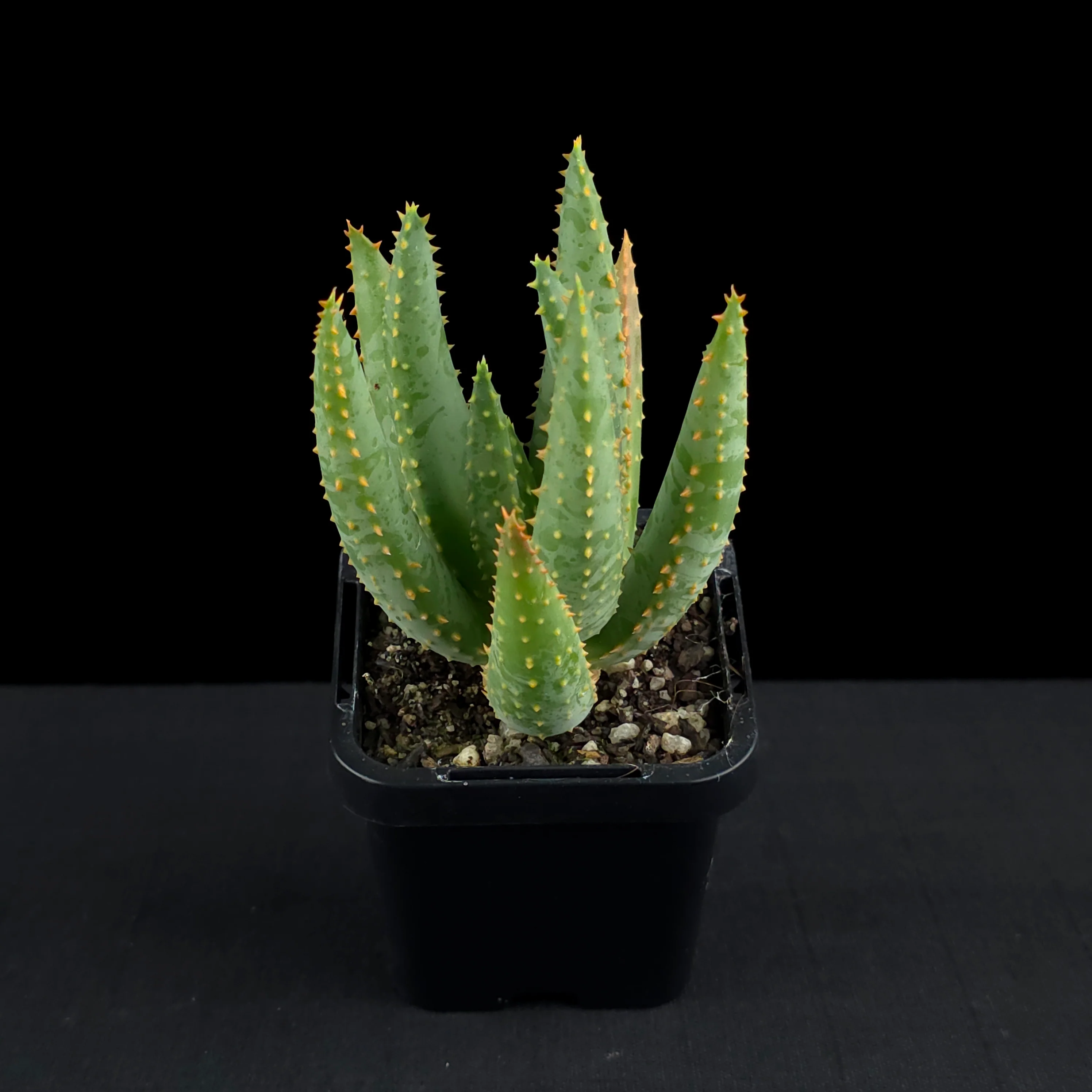 Aloe dichotoma - Quiver Tree - Image 3