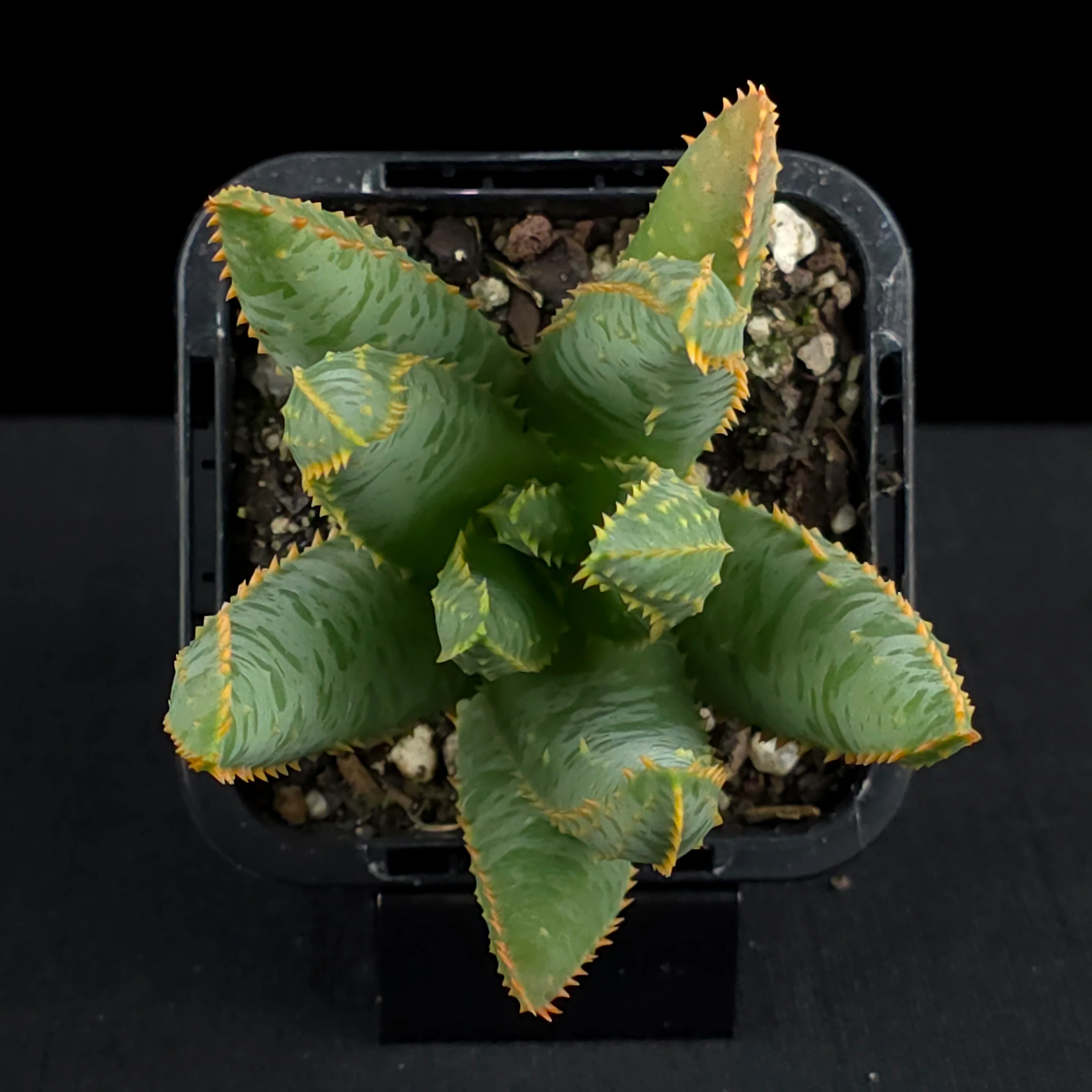 Aloe dichotoma - Quiver Tree - Image 4