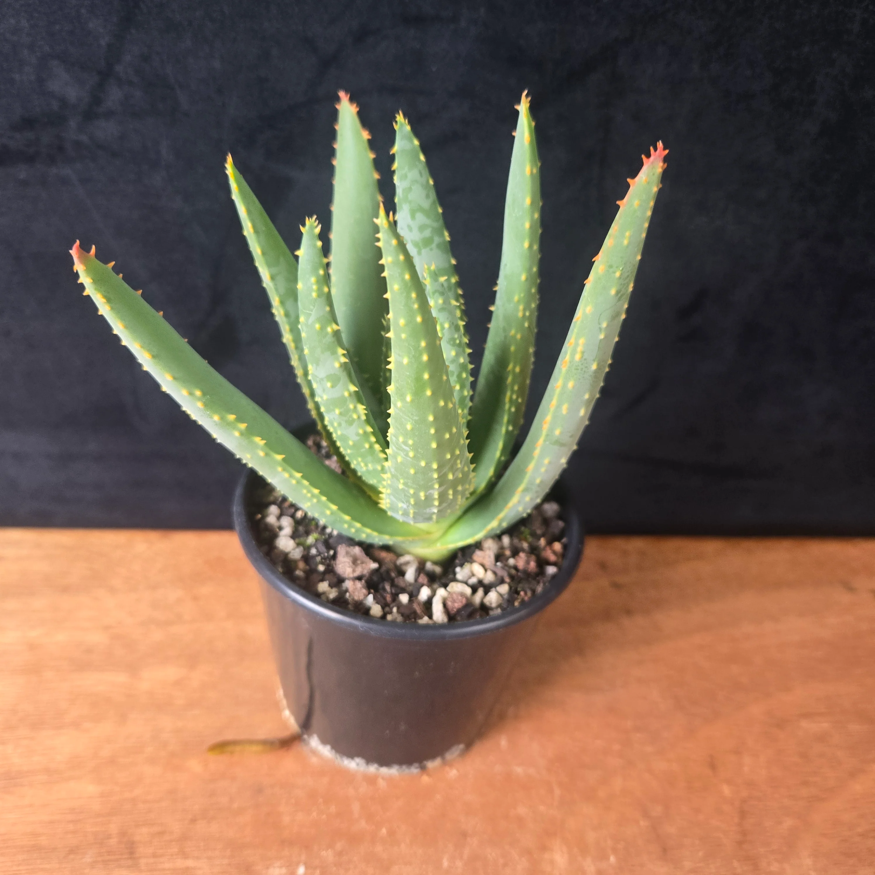 Aloe dichotoma - Quiver Tree - Image 5
