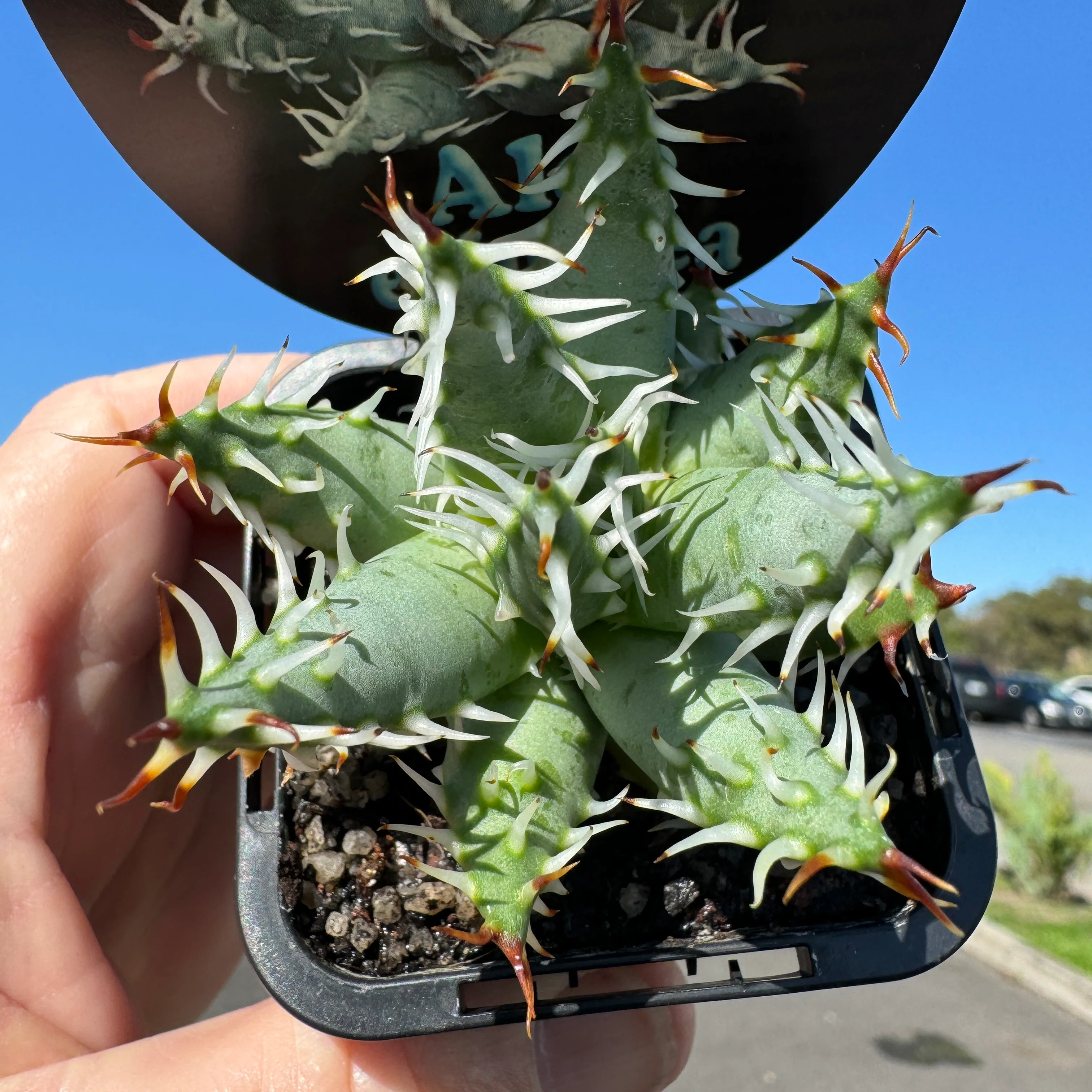 Aloe erinacea - Image 3