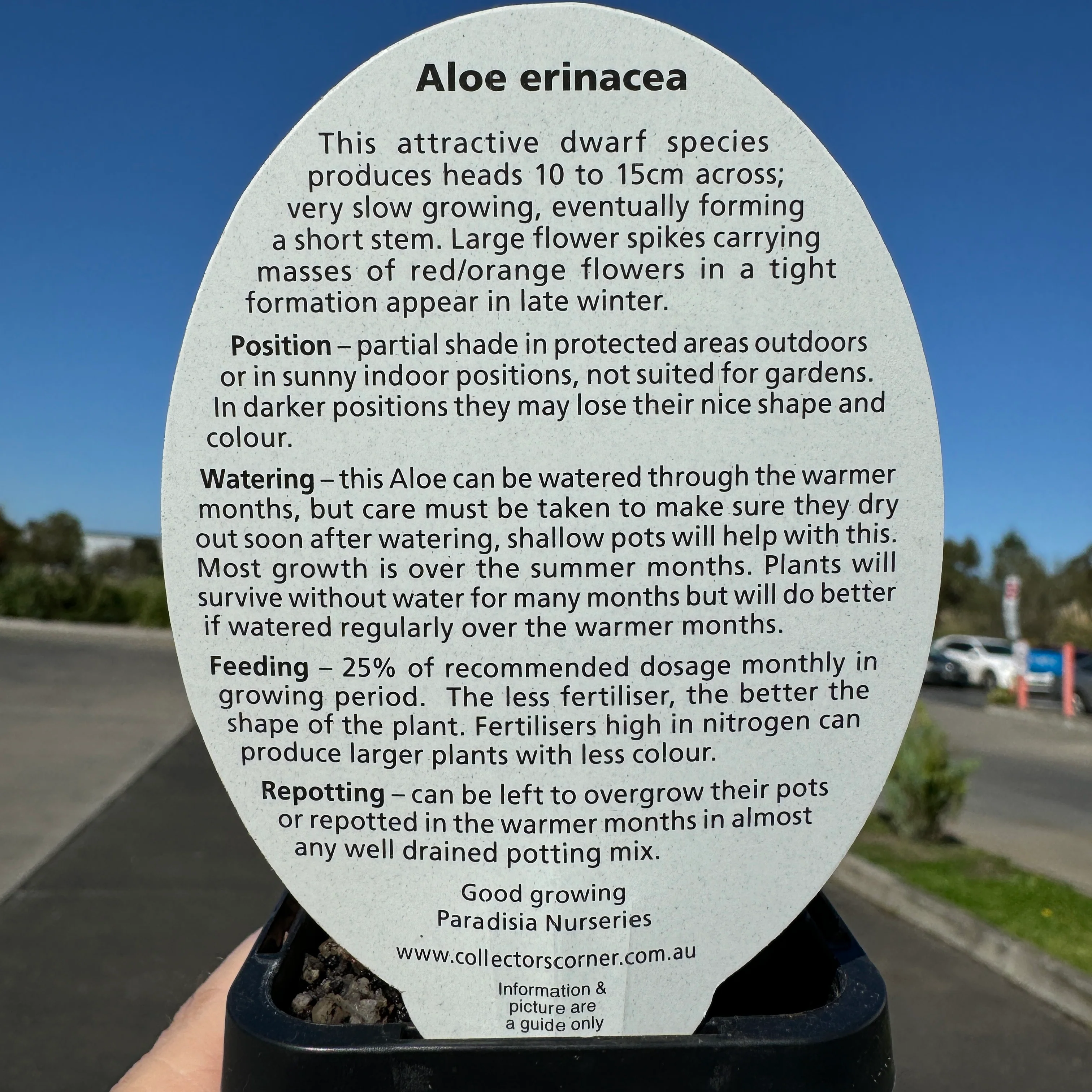 Aloe erinacea - Image 4