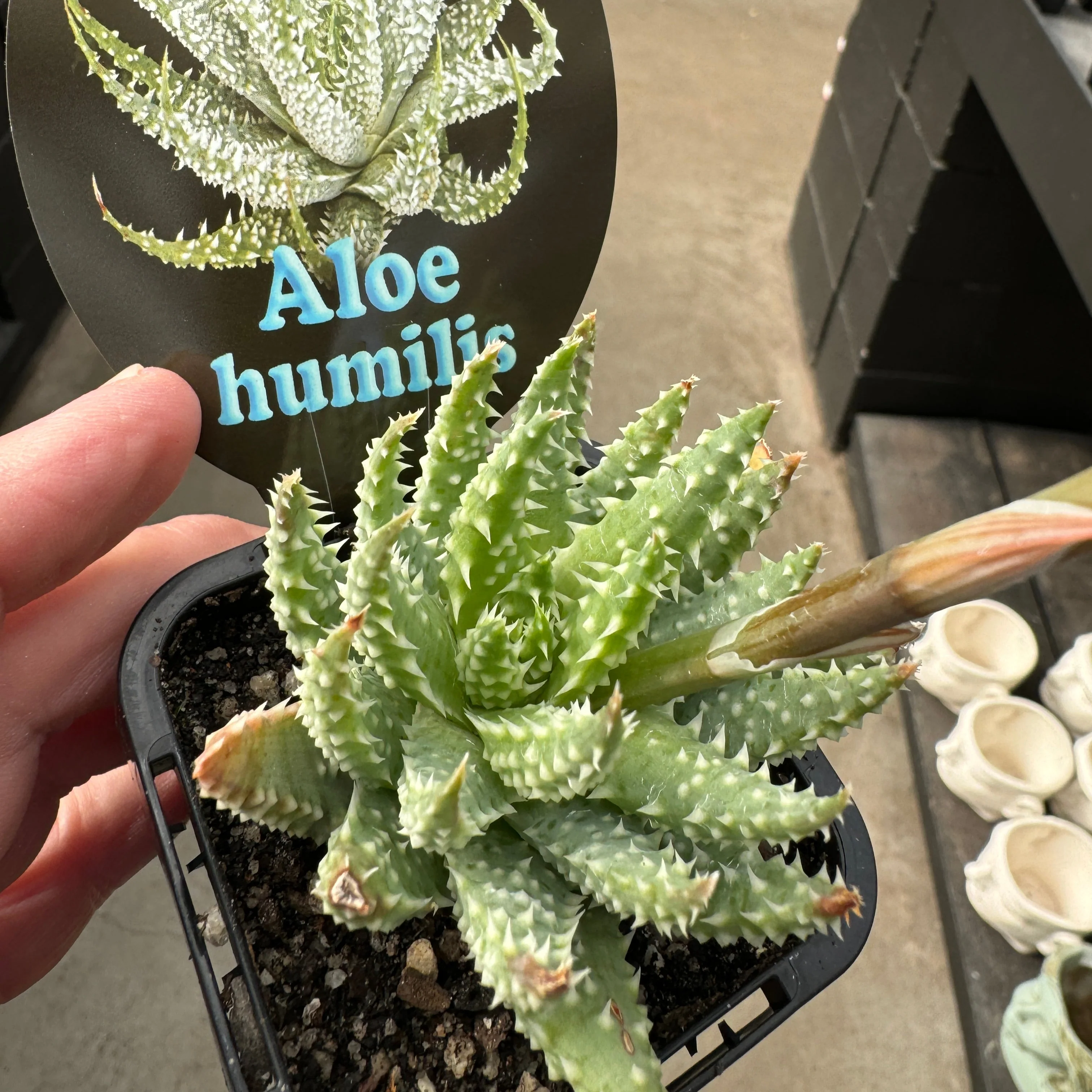 Aloe humilis 'Dwarf Blue Aloe' - Image 3
