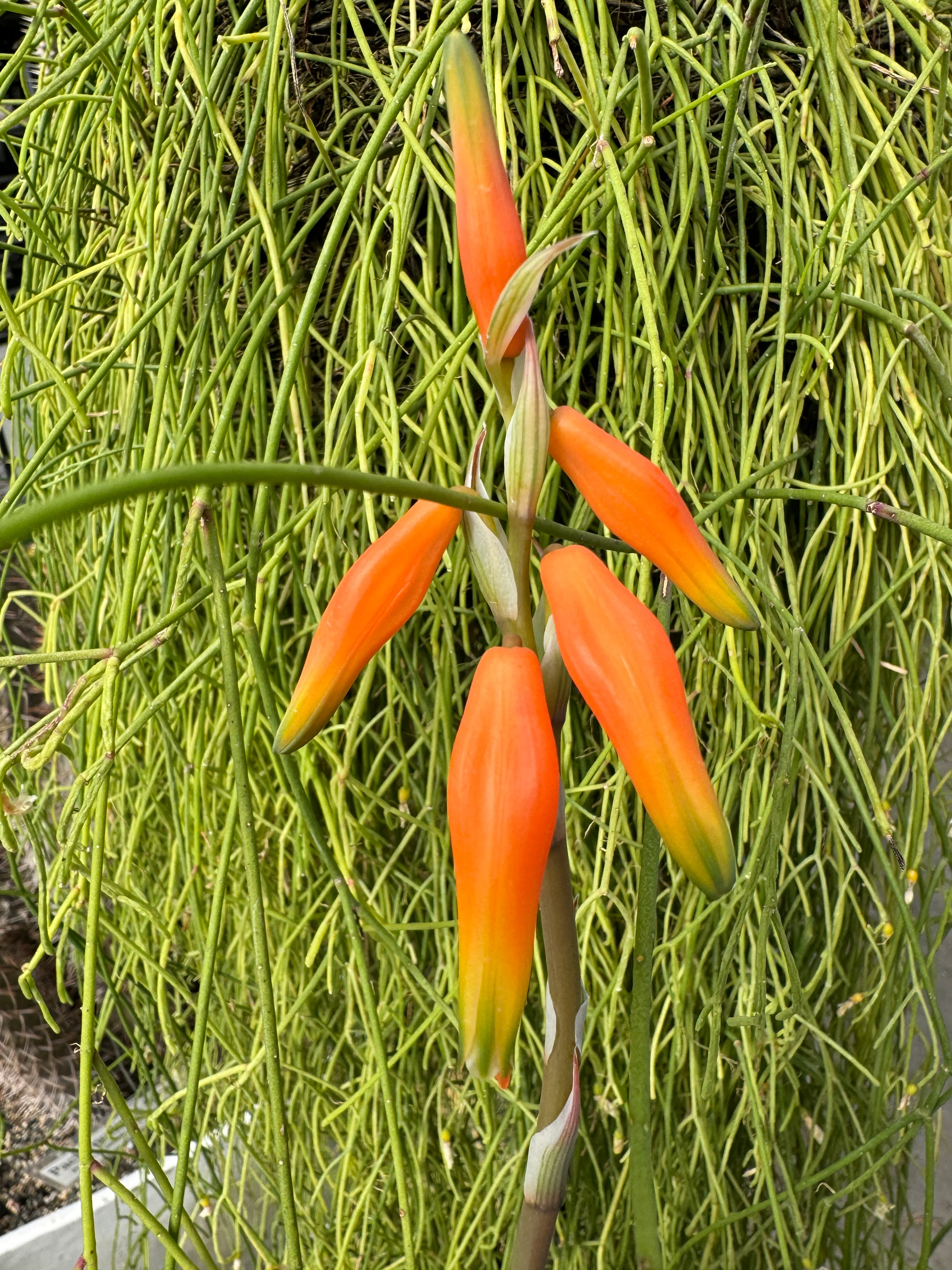 Aloe humilis 'Dwarf Blue Aloe' - Image 5