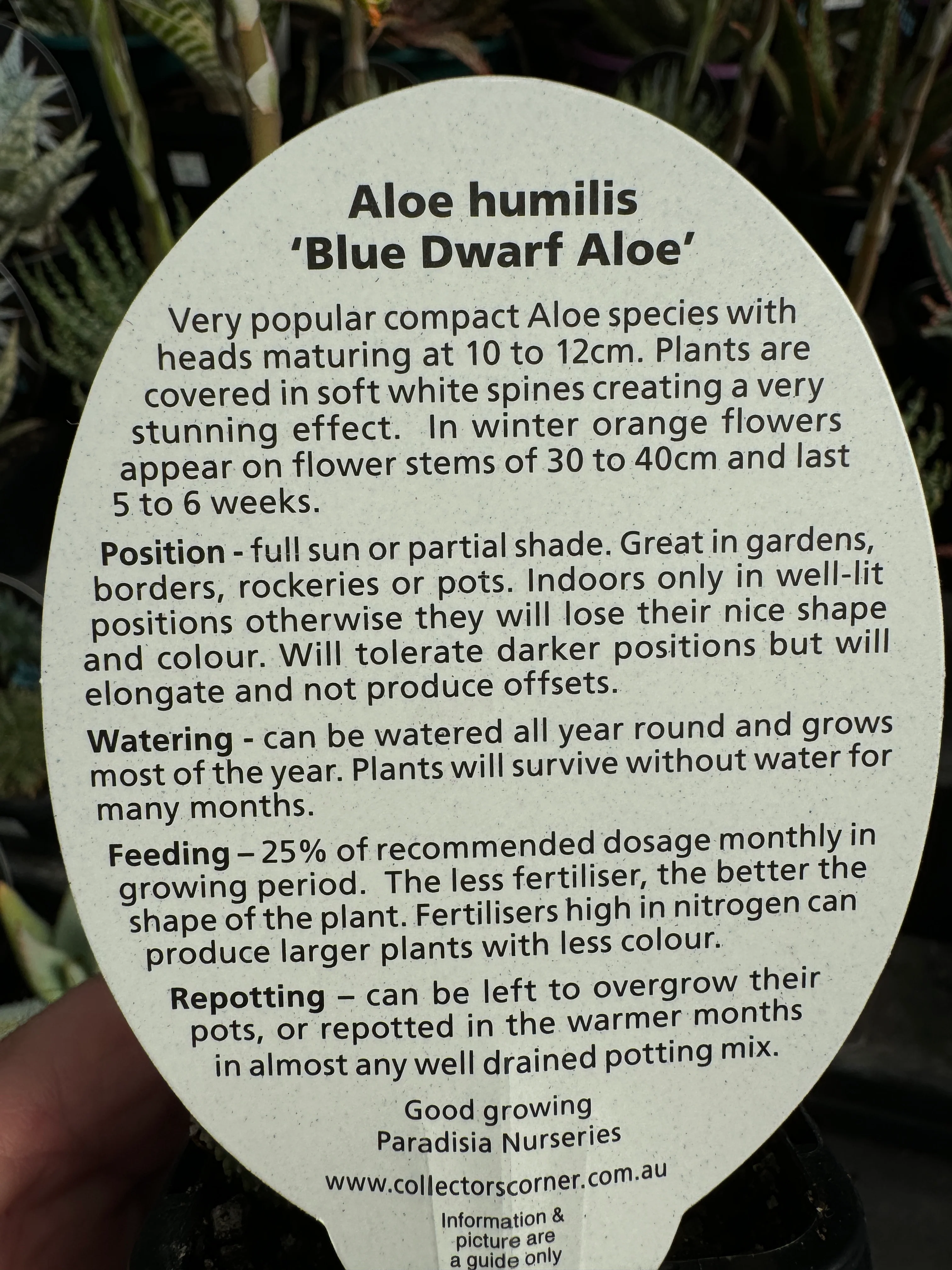 Aloe humilis 'Dwarf Blue Aloe' - Image 6