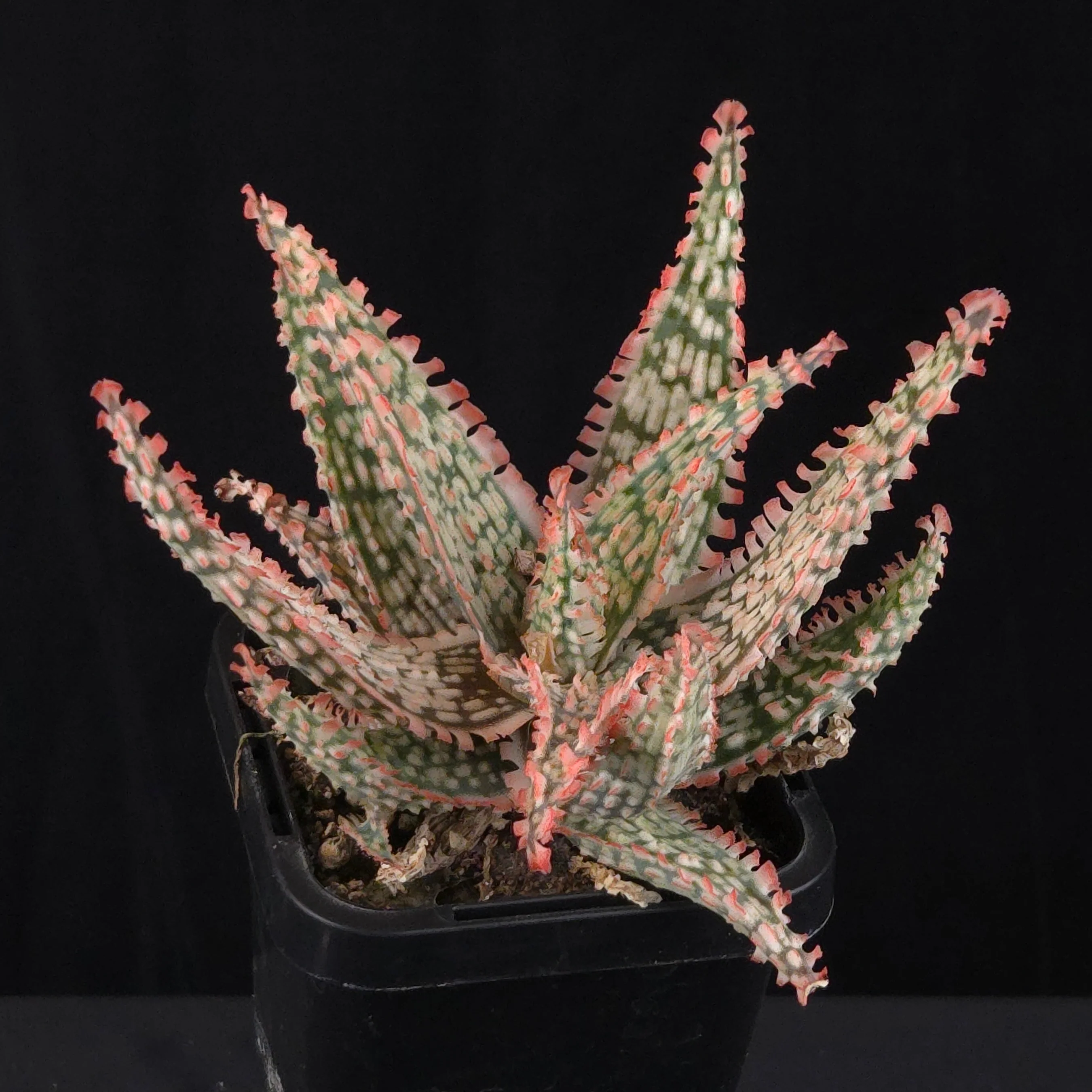 Aloe Fantasy Hybrids - Image 10