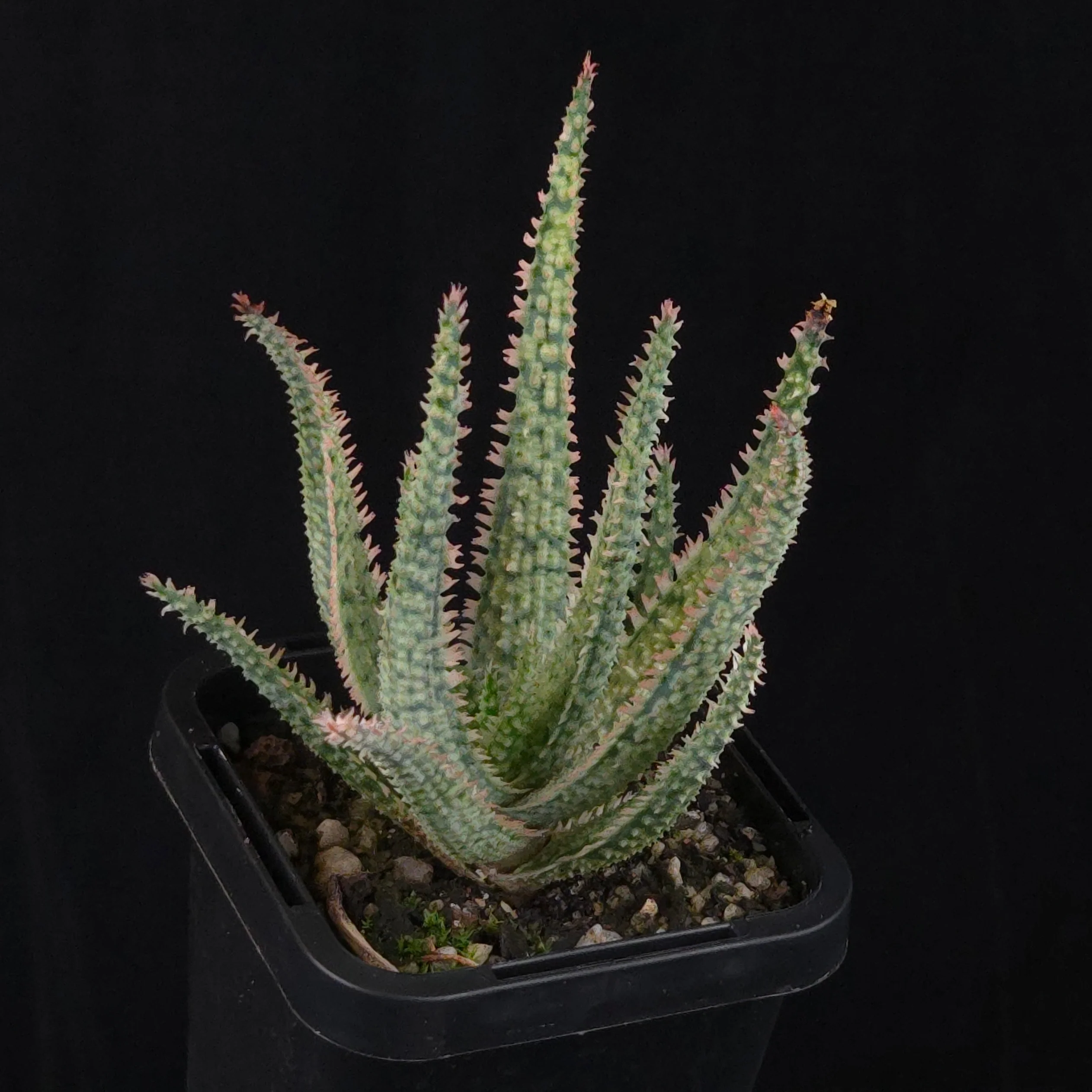 Aloe Fantasy Hybrids - Image 11