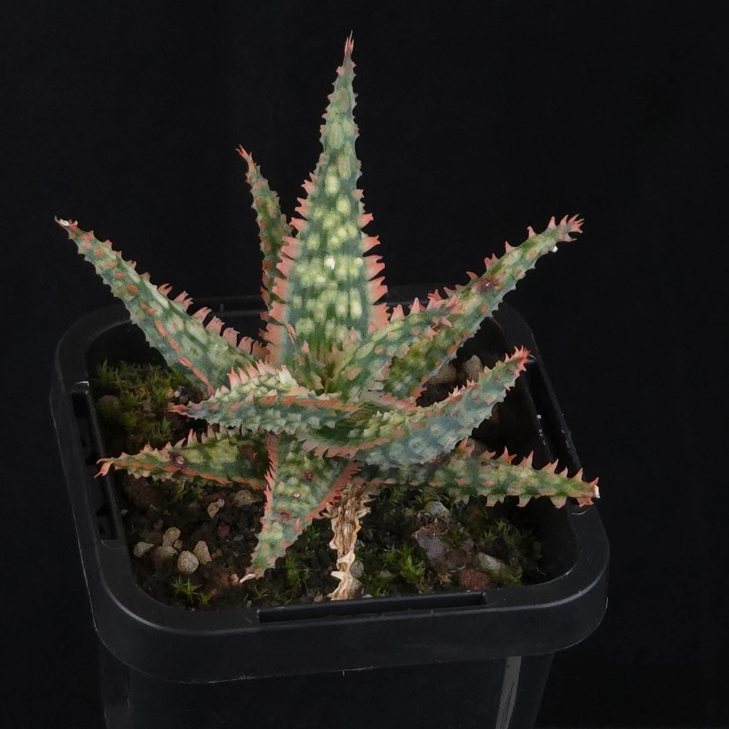 Aloe Fantasy Hybrids - Image 12