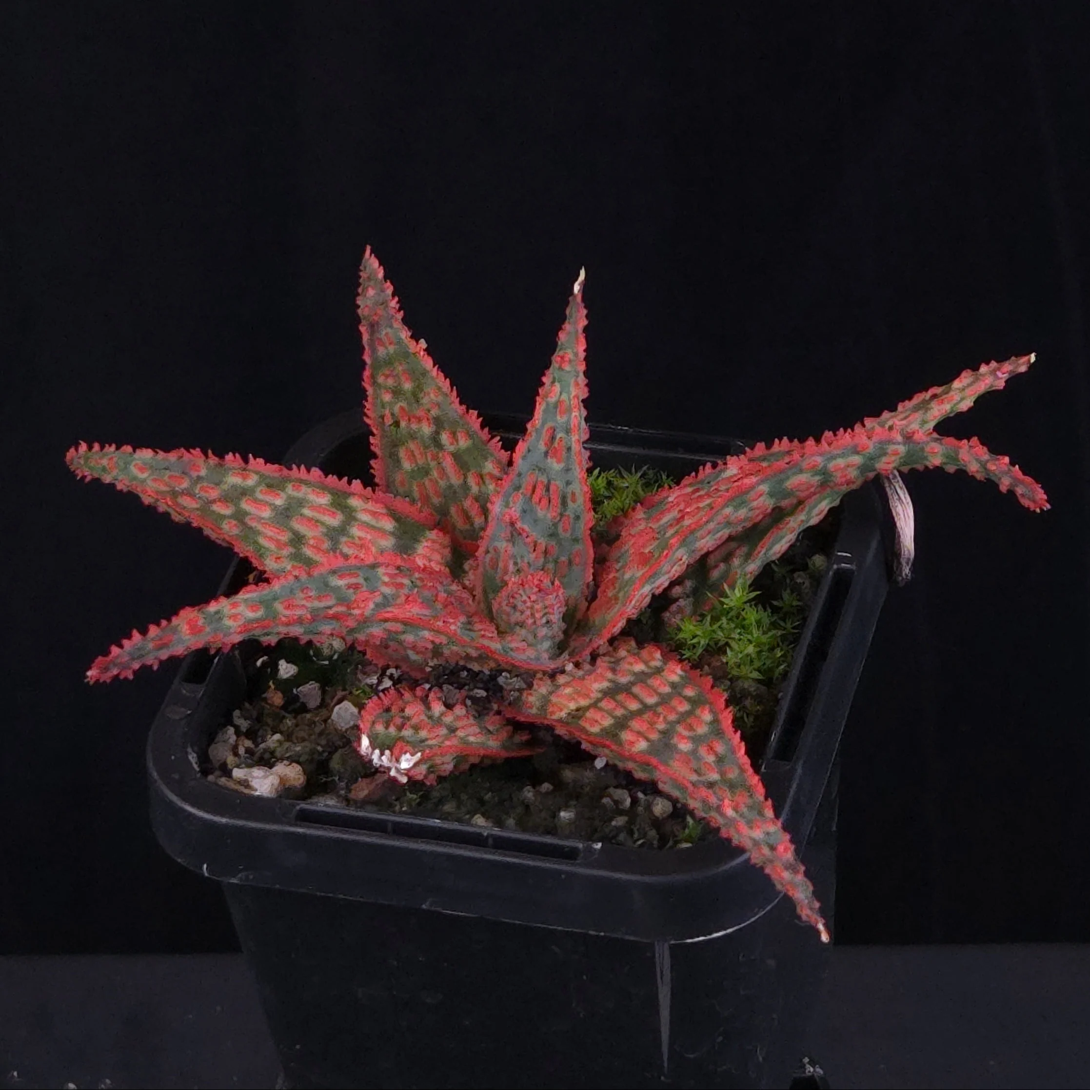 Aloe Fantasy Hybrids - Image 13