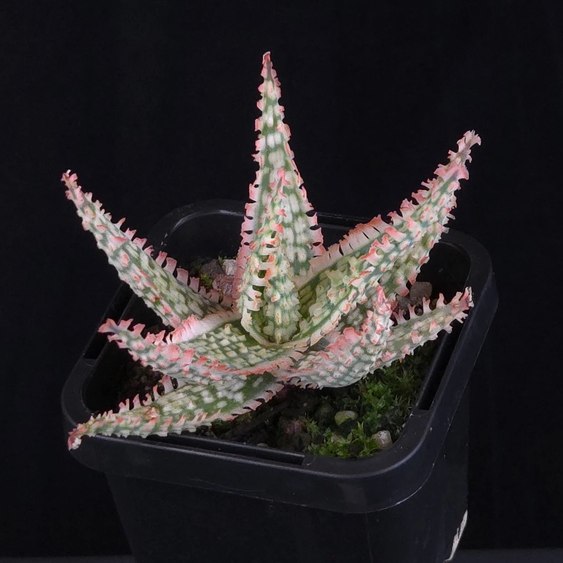 Aloe Fantasy Hybrids - Image 14
