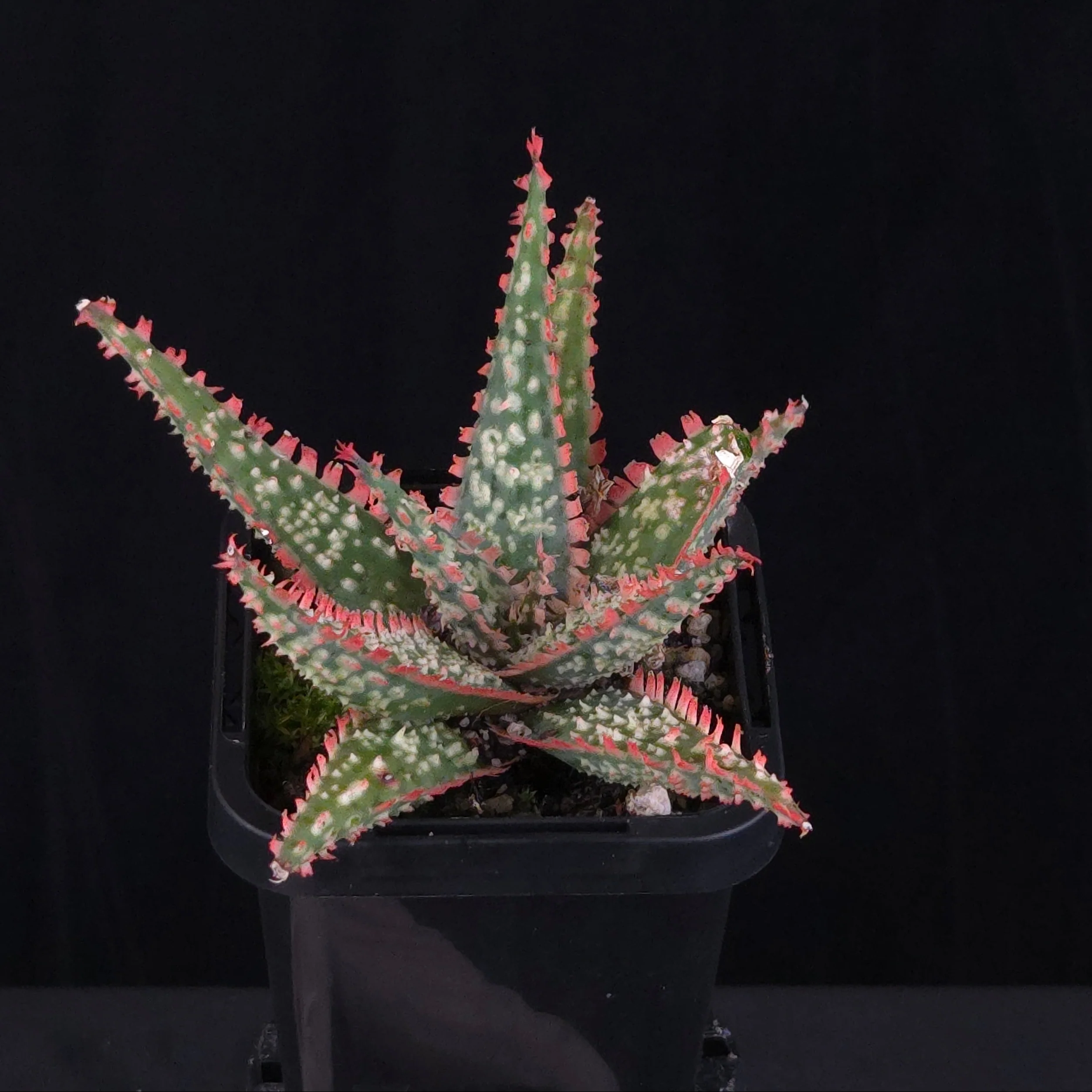 Aloe Fantasy Hybrids - Image 15