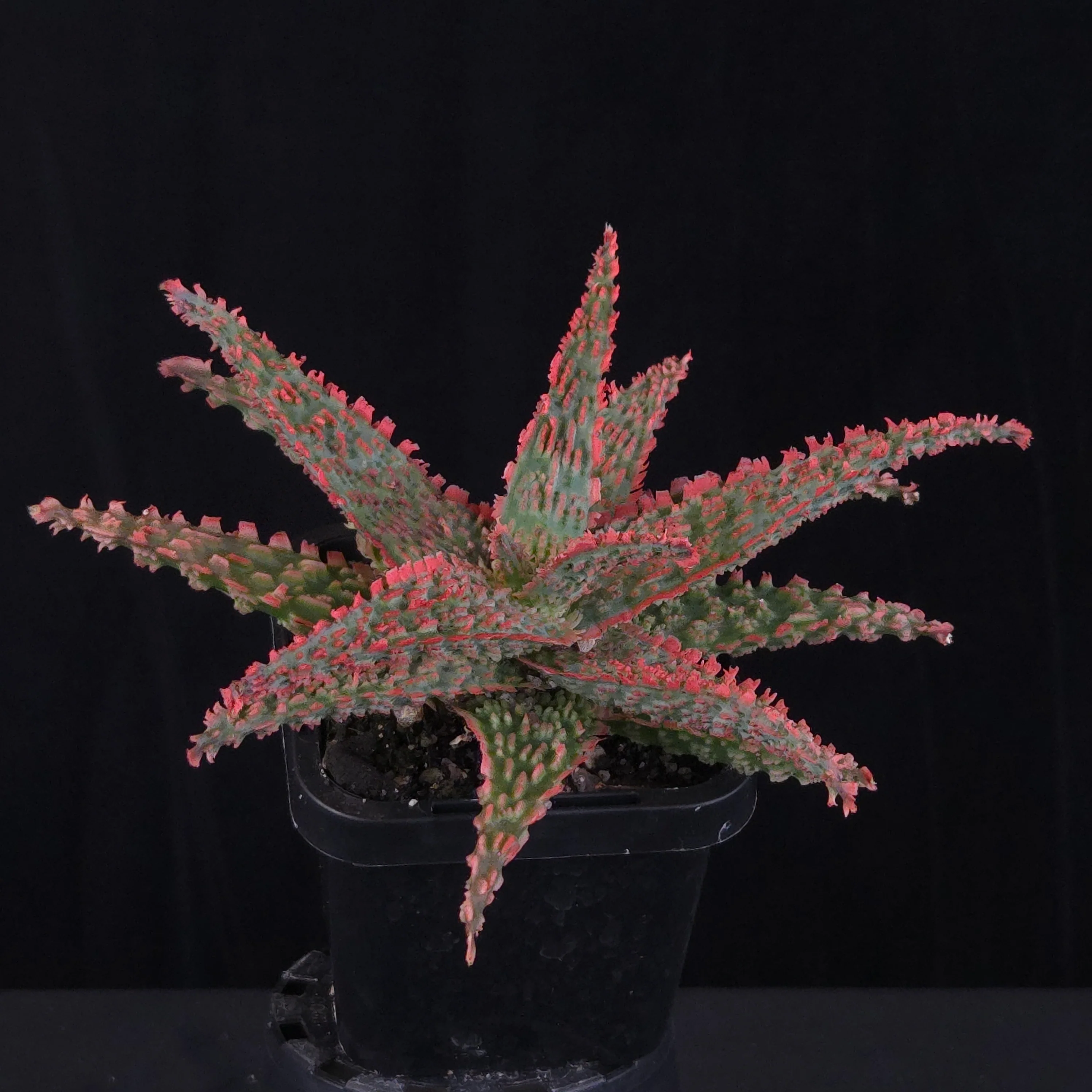 Aloe Fantasy Hybrids - Image 16