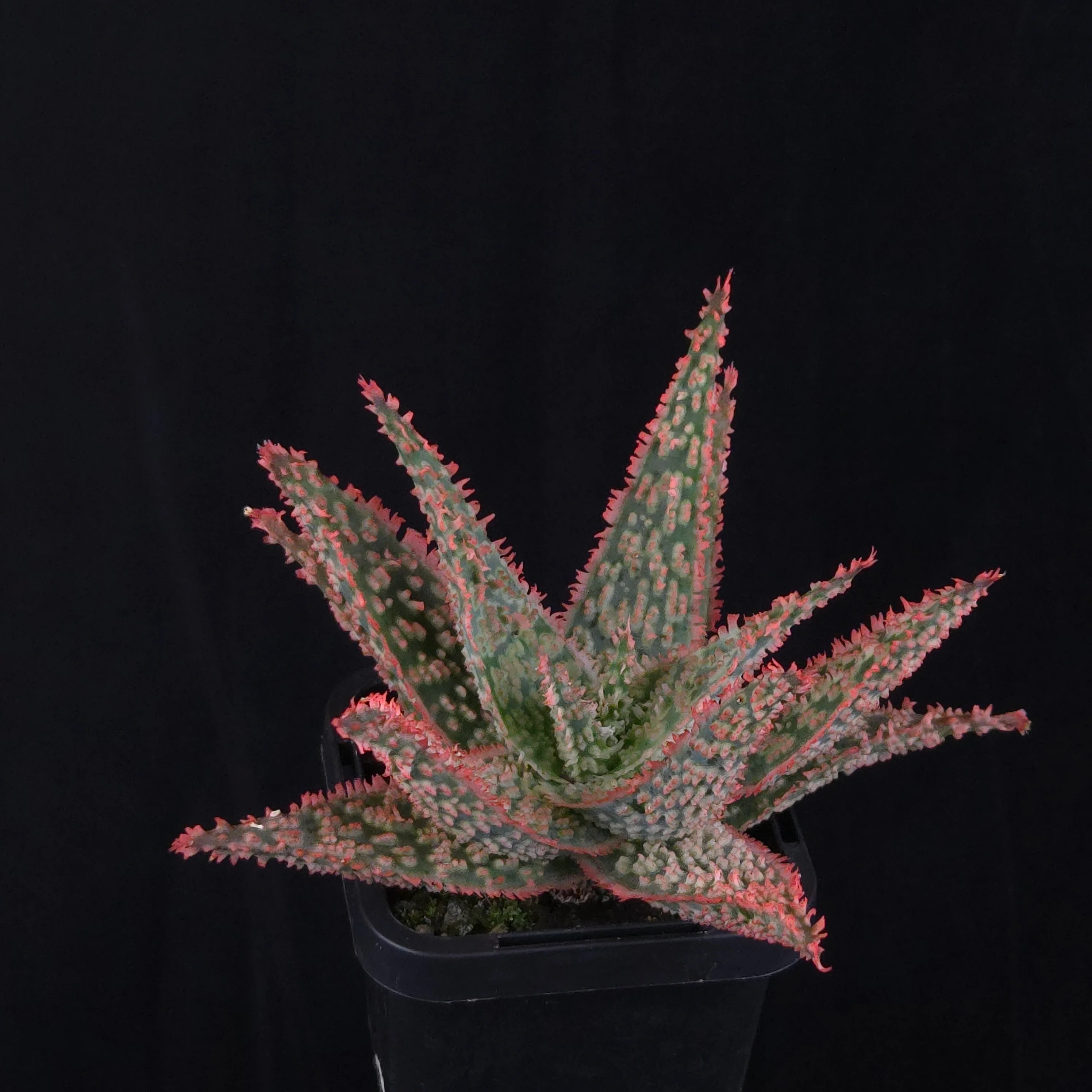 Aloe Fantasy Hybrids - Image 17