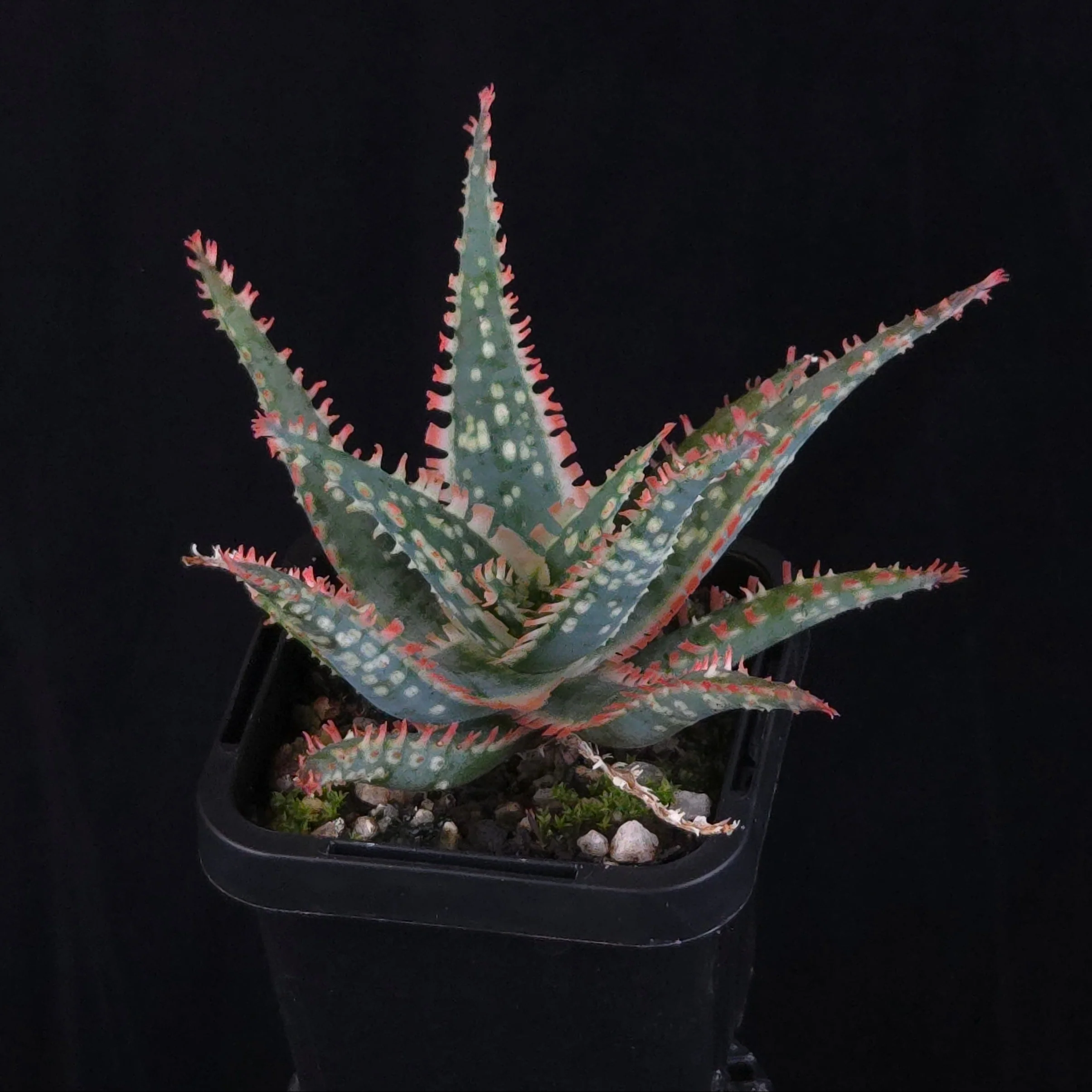 Aloe Fantasy Hybrids - Image 18