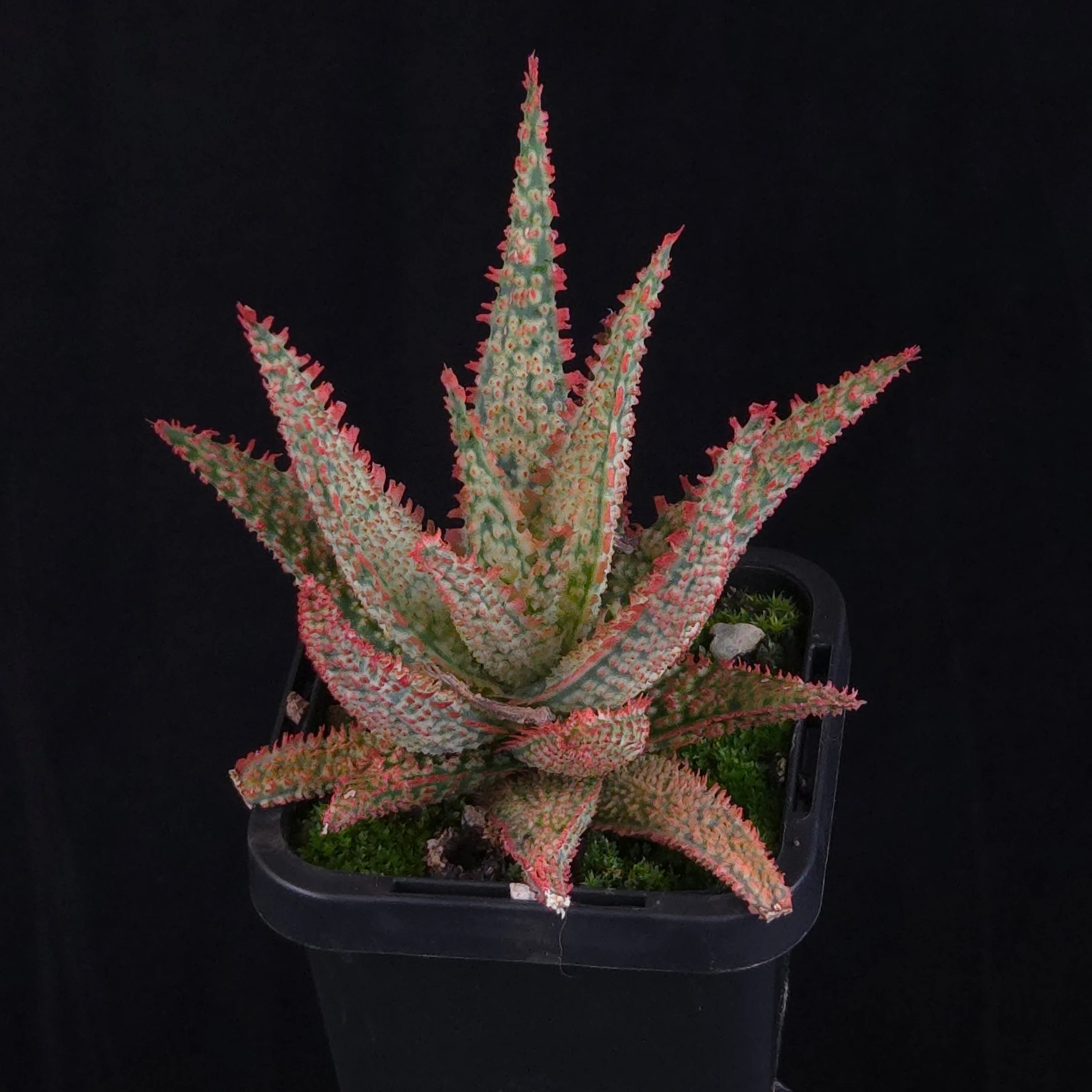 Aloe Fantasy Hybrids - Image 19