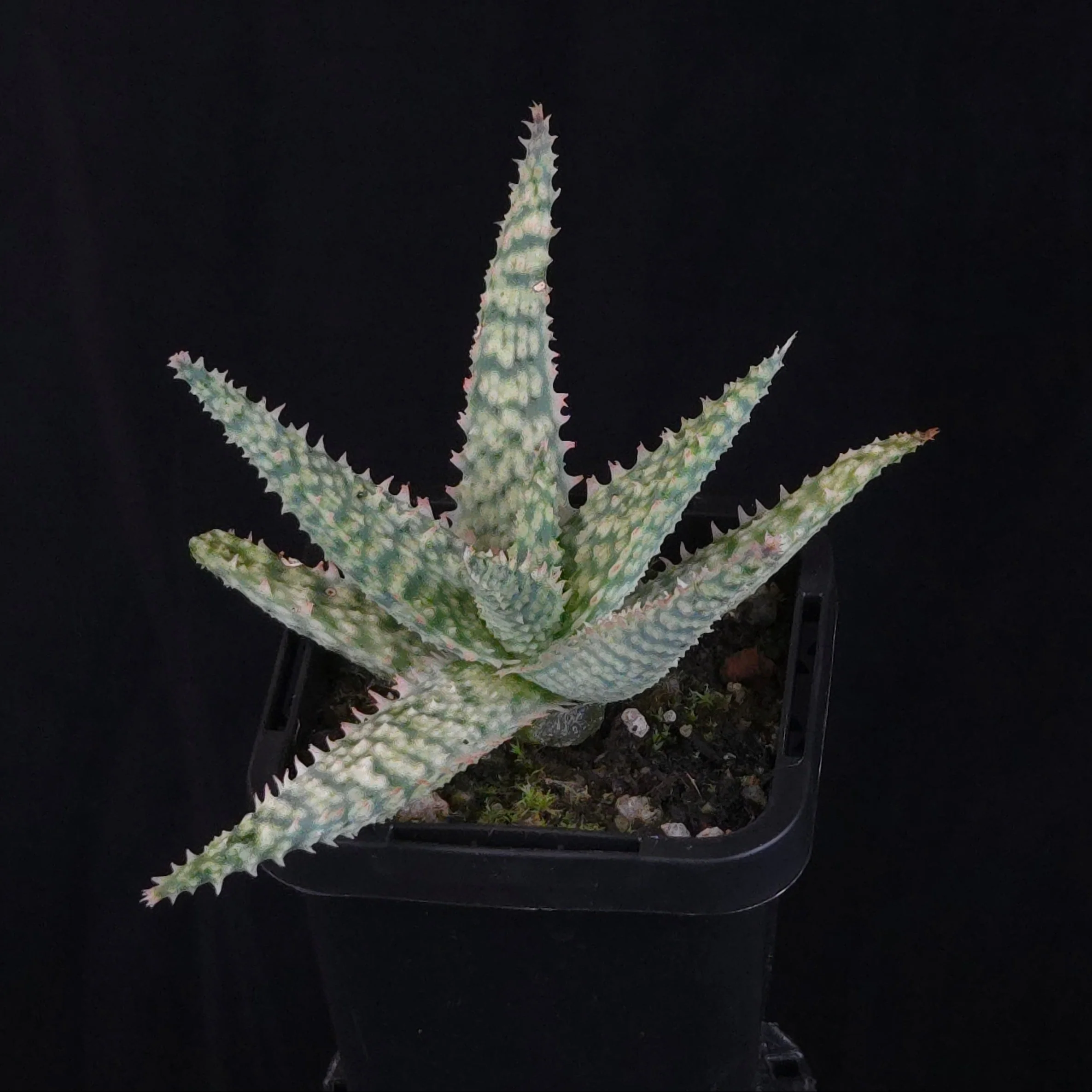Aloe Fantasy Hybrids - Image 20