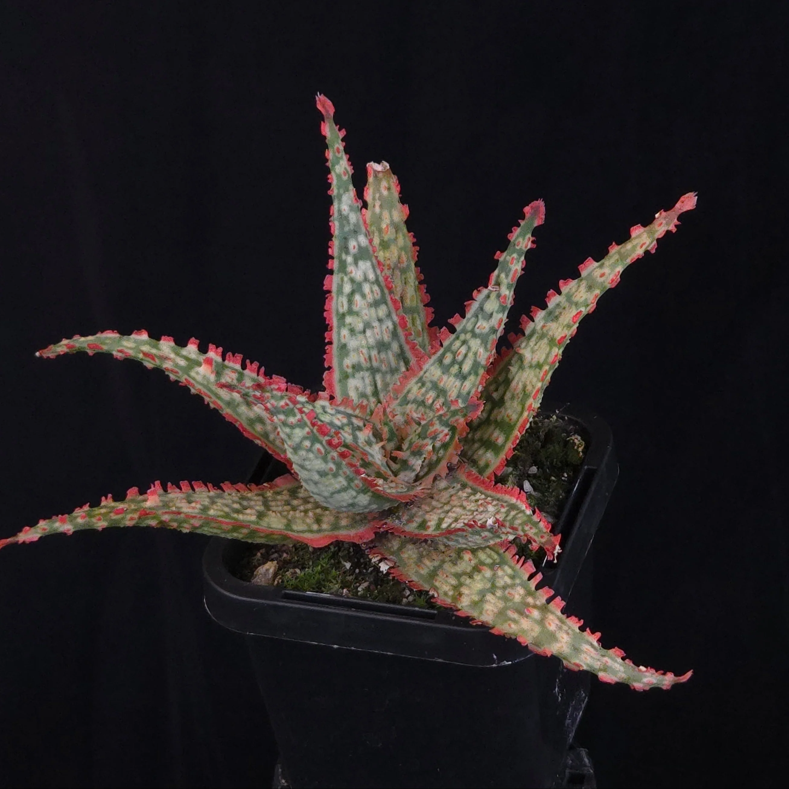 Aloe Fantasy Hybrids - Image 21